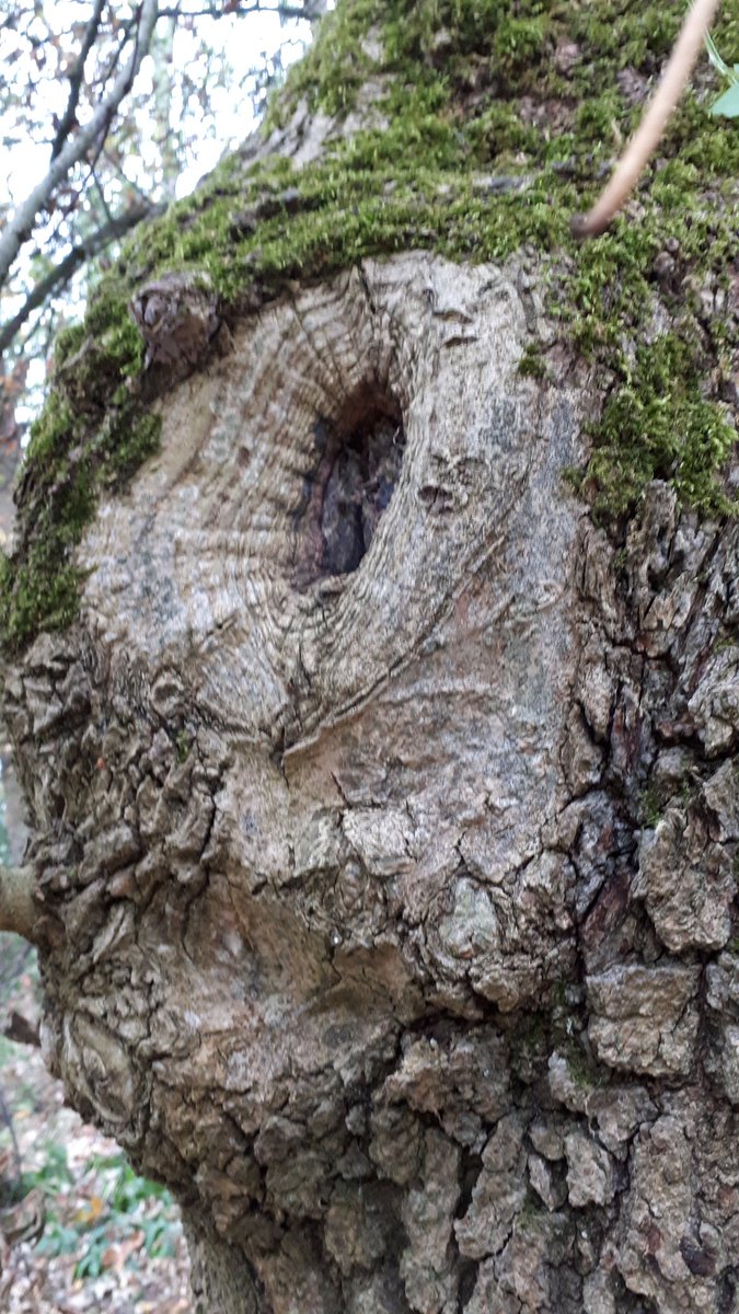 Happy #ThickTrunkTuesday to all tree loving peeps. I thought this looked like an owl face. 🦉 😊