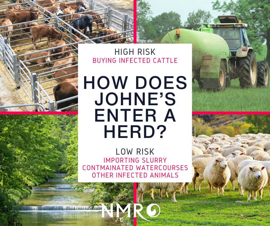 🚪Don’t open the door to Johne's! 🚪 Infected cattle may seem fine. One test won't guarantee they're clear. More Info ➡️nmr.co.uk/health-testing…
 Call 03330 043 043 to book! #StopJohnesInItsTracks #JohnesDisease #AnimalHealth #CattleHealth #NMR