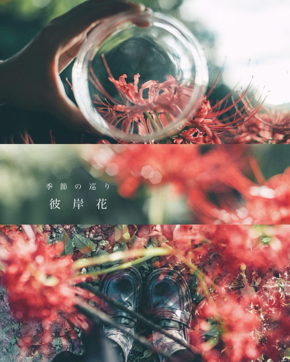 ／
 第8回DCPフォトウォーク in 洗足池公園
 応募受付中🌇✨
＼

▽お申し込みはこちら
mdh.fm/e?kA402UUcZW

▽講師 フォトグラファー 丹子さん（<a href="/tanco_camera/">丹子tanco</a>）

写真を組み合わせることで
生まれる新しい表現を
プロから直接学べます🫧