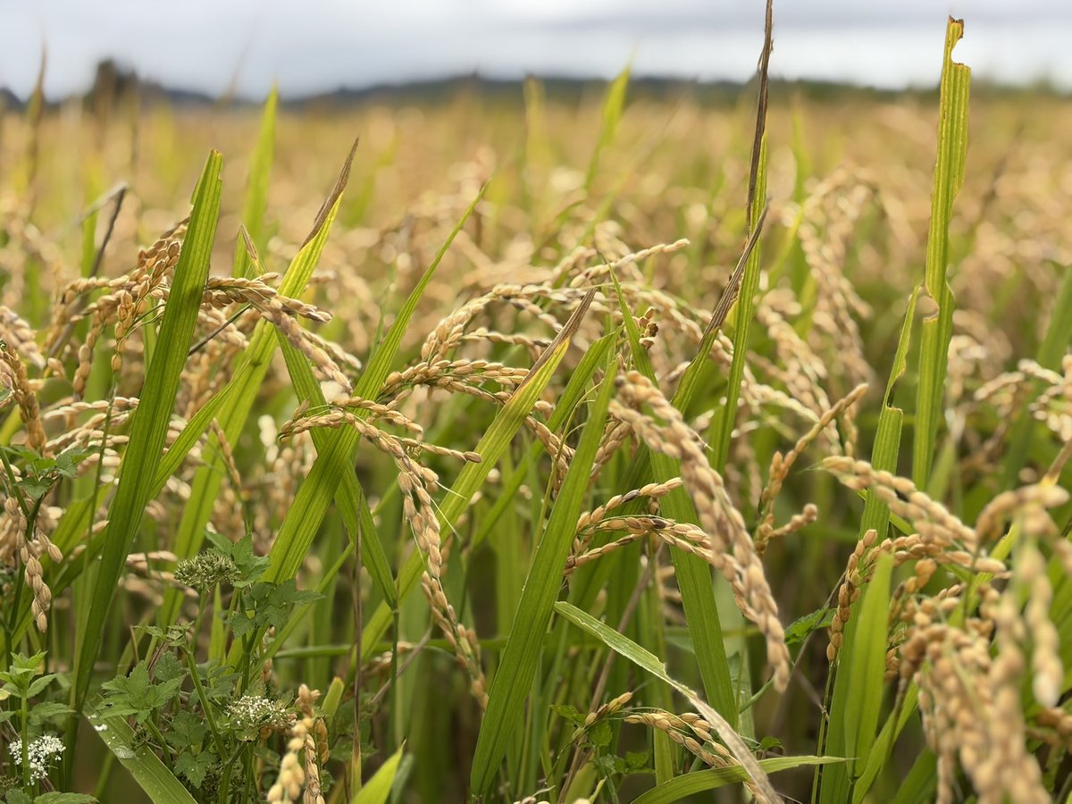 おし明日か明後日刈るか