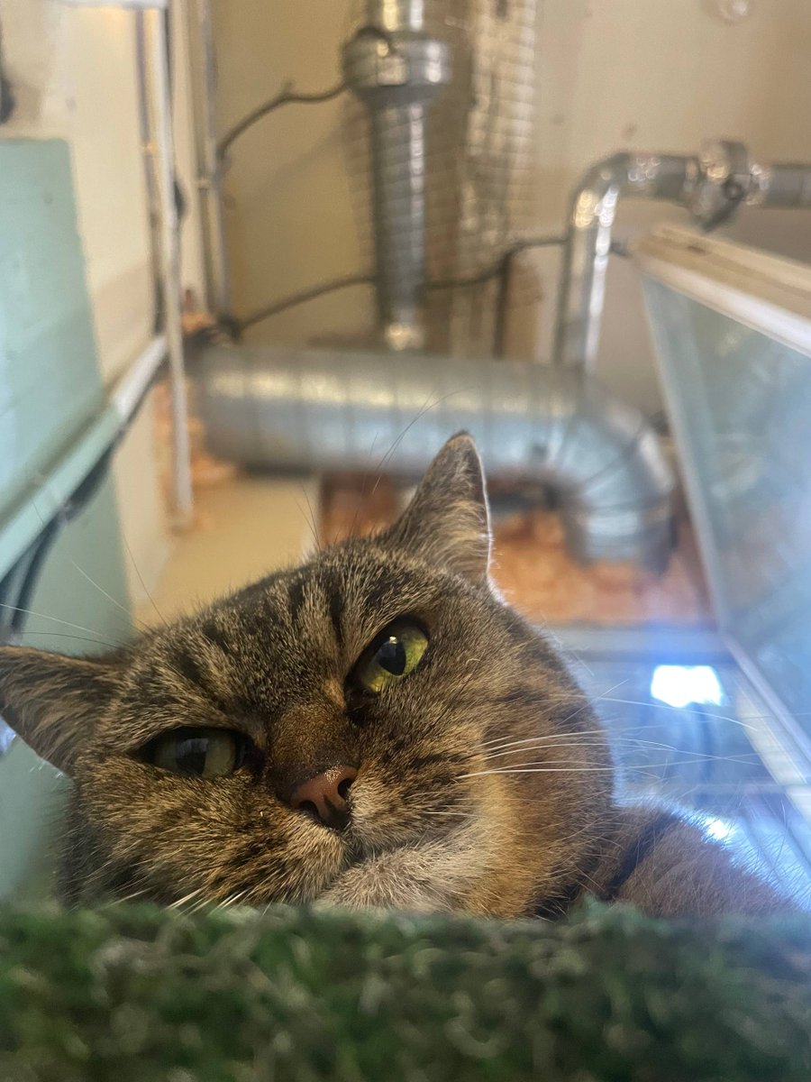 MoscowCatCafe's tweet photo. Ксюша смотрит на вас https://t.co/2fgb6nH8s4