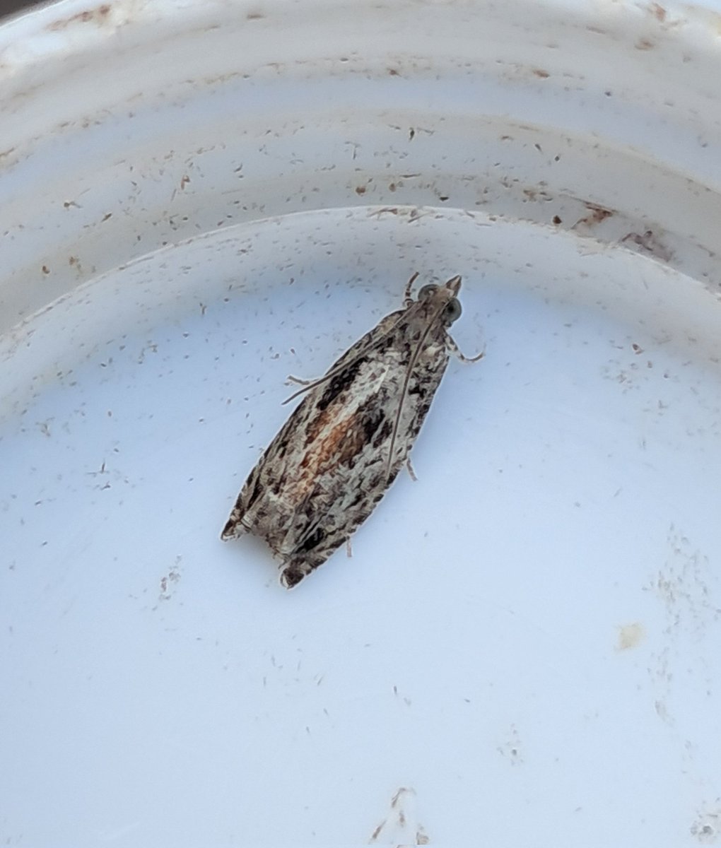 Phil Andrews (@pmandrews1973) on Twitter photo Wasn't expecting much moth action on a cold and clear night so pleased with a NFG (Rusty Dot Pearl) & a NFY (Epinotia nisella). Also Ypsolopha sequella, Centre-barred Sallow, Angle Shades, Brimstone & Garden Rose Tortrix.
B74 VC38 SK10
<a href="/ruth_newby/">Ruth Newby</a> <a href="/BCWarwickshire/">BC Warwickshire</a> <a href="/EcoRecording/">EcoRecord</a> Wasn't expecting much moth action on a cold and clear night so pleased with a NFG (Rusty Dot Pearl) & a NFY (Epinotia nisella). Also Ypsolopha sequella, Centre-barred Sallow, Angle Shades, Brimstone & Garden Rose Tortrix.
B74 VC38 SK10
<a href="/ruth_newby/">Ruth Newby</a> <a href="/BCWarwickshire/">BC Warwickshire</a> <a href="/EcoRecording/">EcoRecord</a>