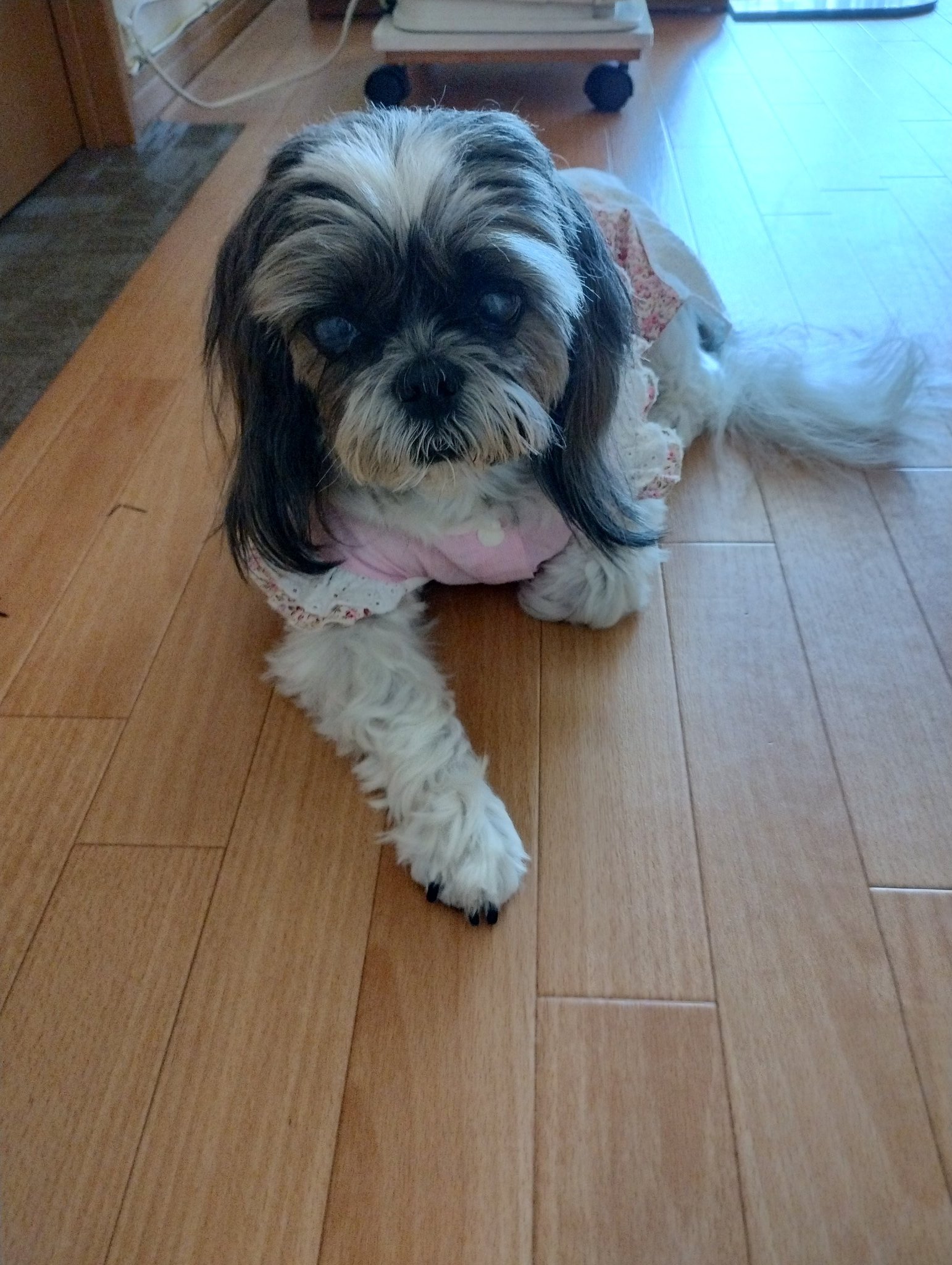 正規品♡シーズー柄プリント毛布♡ブルー 🐶Lovely Shih Tzu Dogs🐶 ❤ シーズー大好き