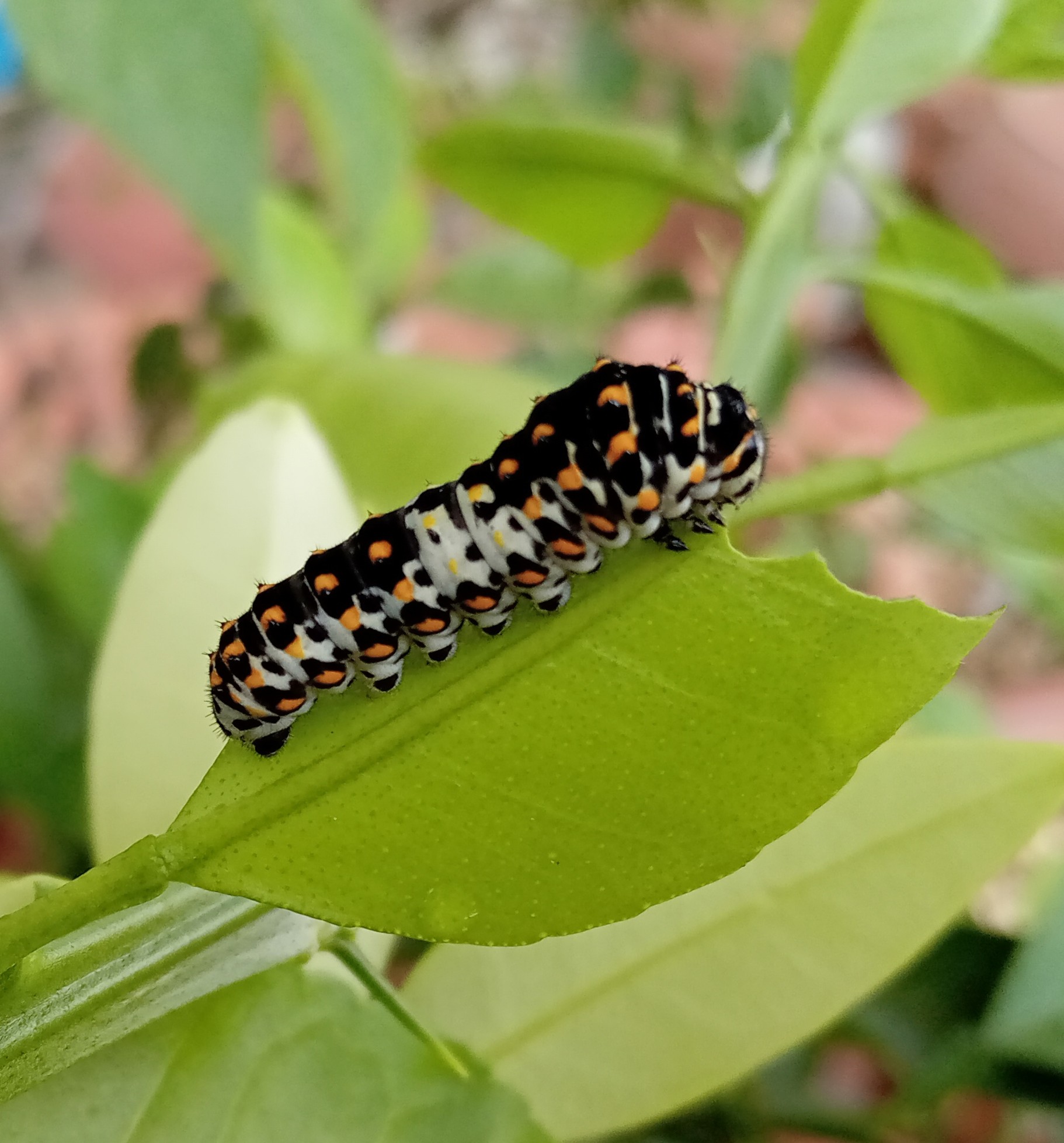 わさびページ わさびページ K-2プロジェクト ZX-11（KAWASAKI ZX-11