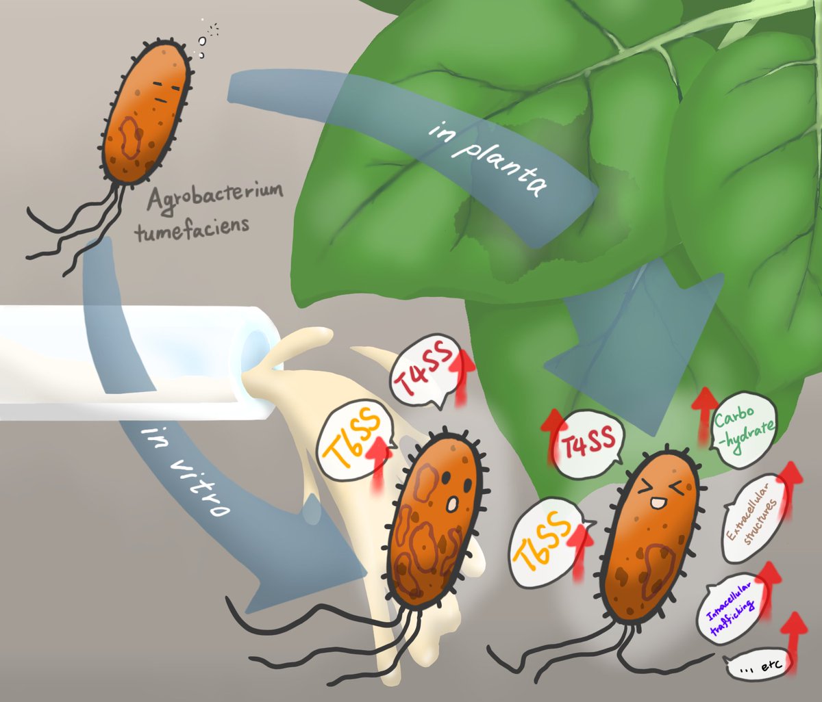 [Drs. Chih-Horng Kuo <a href="/ChihHorngKuo/">Chih-Horng Kuo (郭志鴻)</a> /Erh-Min Lai <a href="/erhminlai/">Erh-Min Lai</a> /Chih-Hang Wu <a href="/AdamWu9527/">Chih-Hang Wu</a>]
Comparative transcriptomics reveals context- and strain-specific regulatory programmes of Agrobacterium during plant colonization
Microbial Genomics <a href="/MicrobioSoc/">Microbiology Society</a> 

microbiologyresearch.org/content/journa…