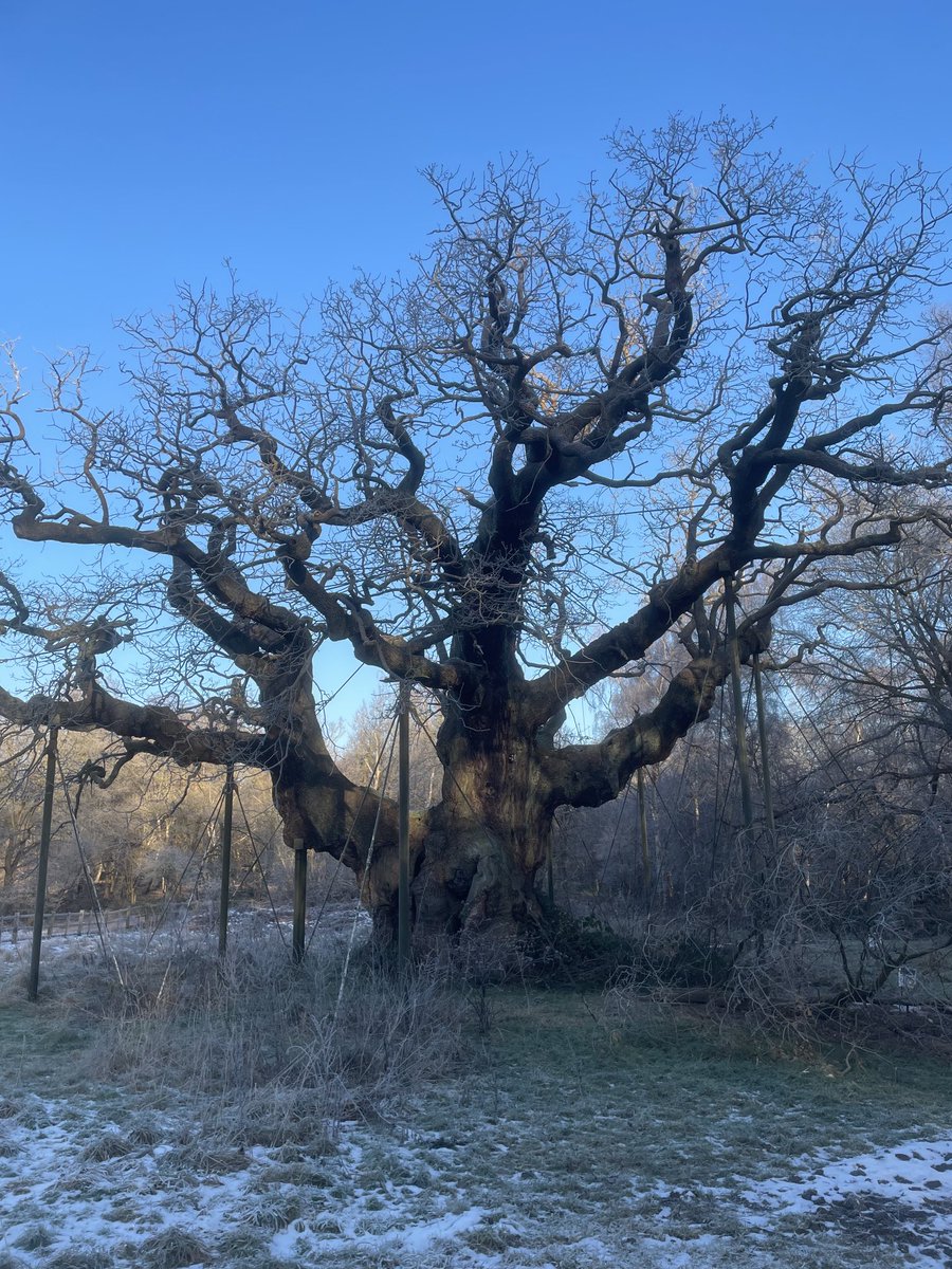 Morning🪾….. #ThickTrunkTuesday… Have a blinder 🌳…. #TreeClub #MajorOak #SherwoodForest #Trees #LungsOfTheWorld #WoodlandWalks