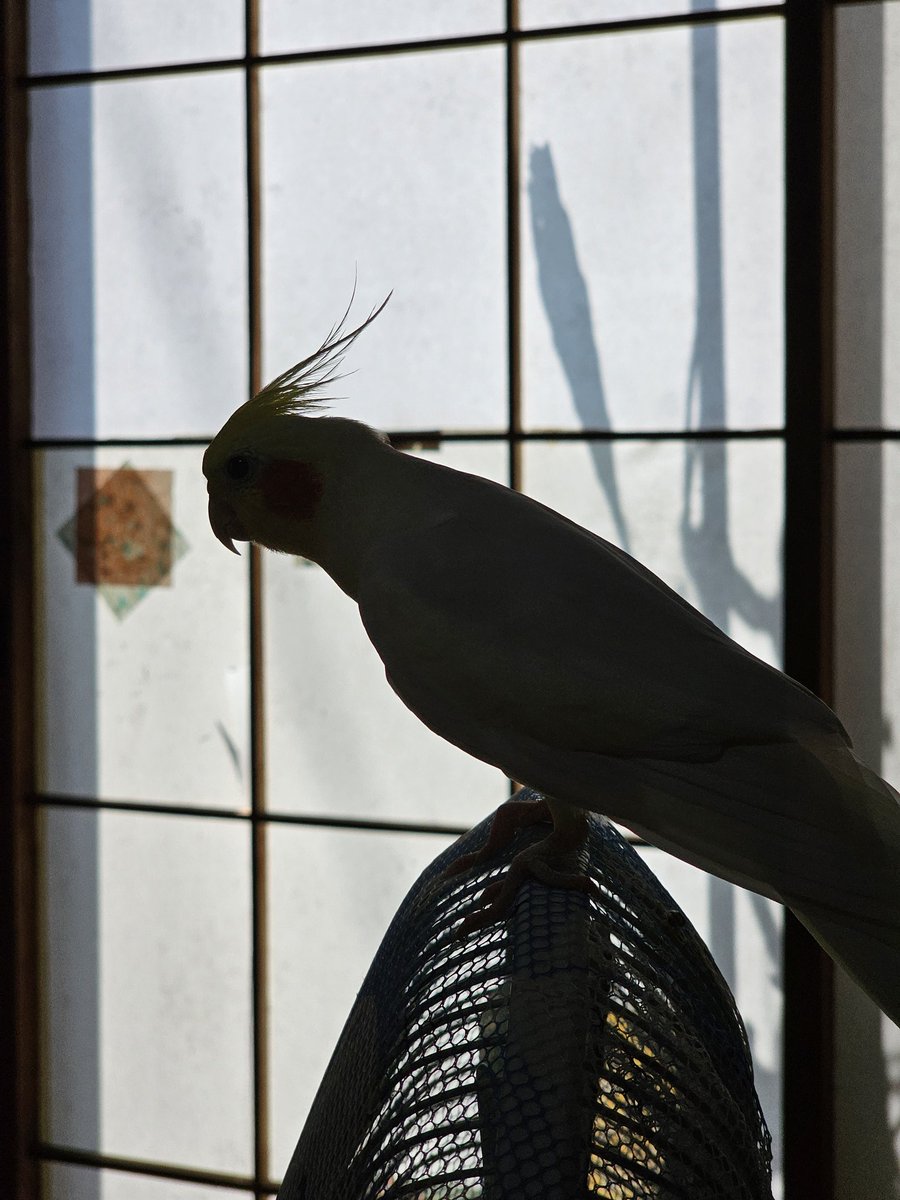 今日はシルエットで…

障子ってなんか雰囲気あるよね

#オカメインコ