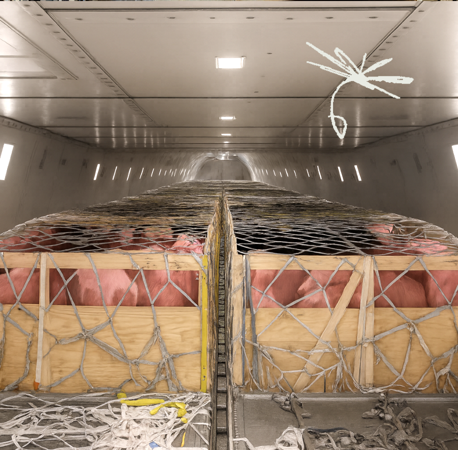 Equine and animal transport specialists @Intradco_Global, part of the Chapman Freeborn Group, completed the successful air shipment of 1,200 breeding pigs from #Denmark to the #Philippines last month.
bulk-distributor.com/2025/09/intrad…
#bulk #idstributor #success #transport