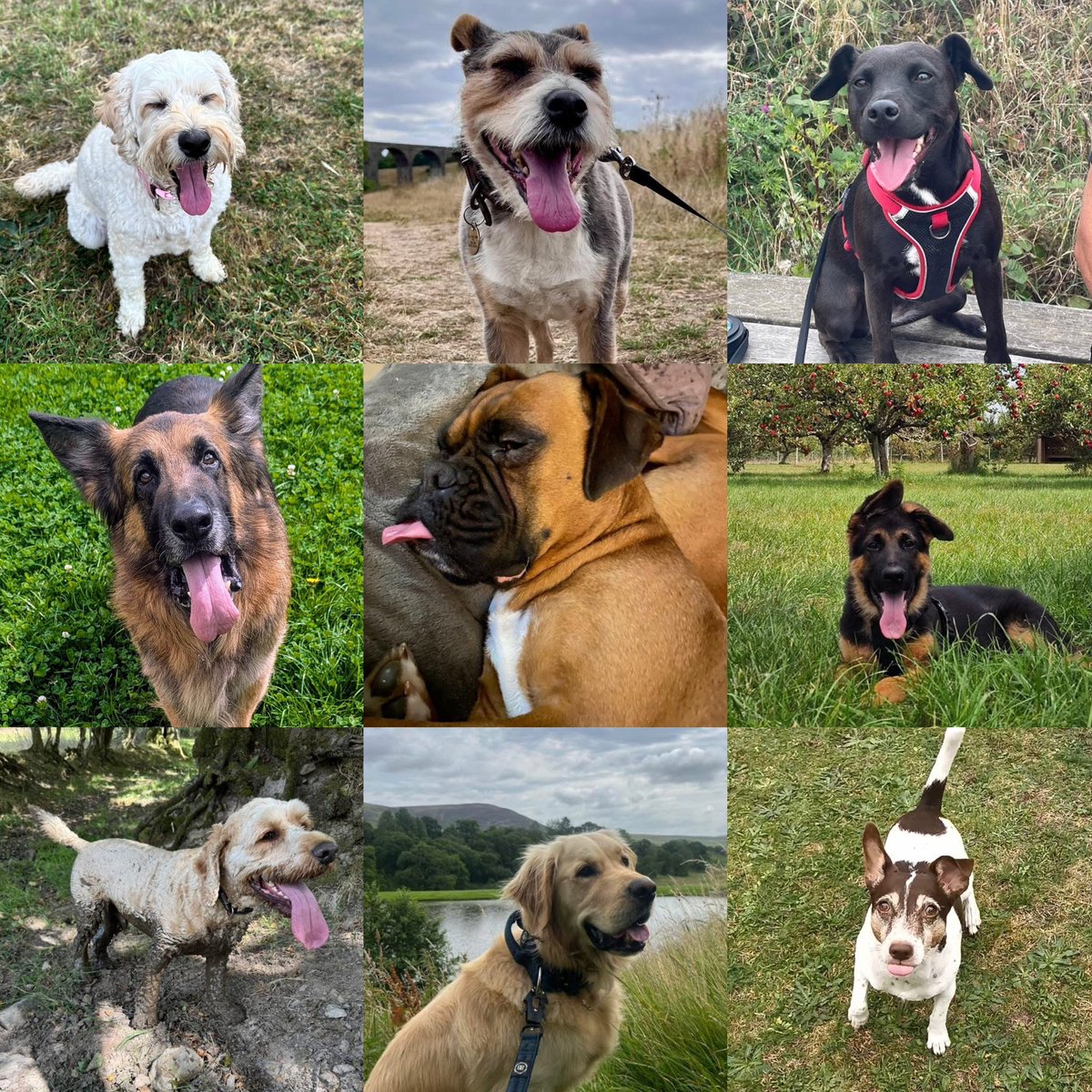 Graeme Hall tweet media