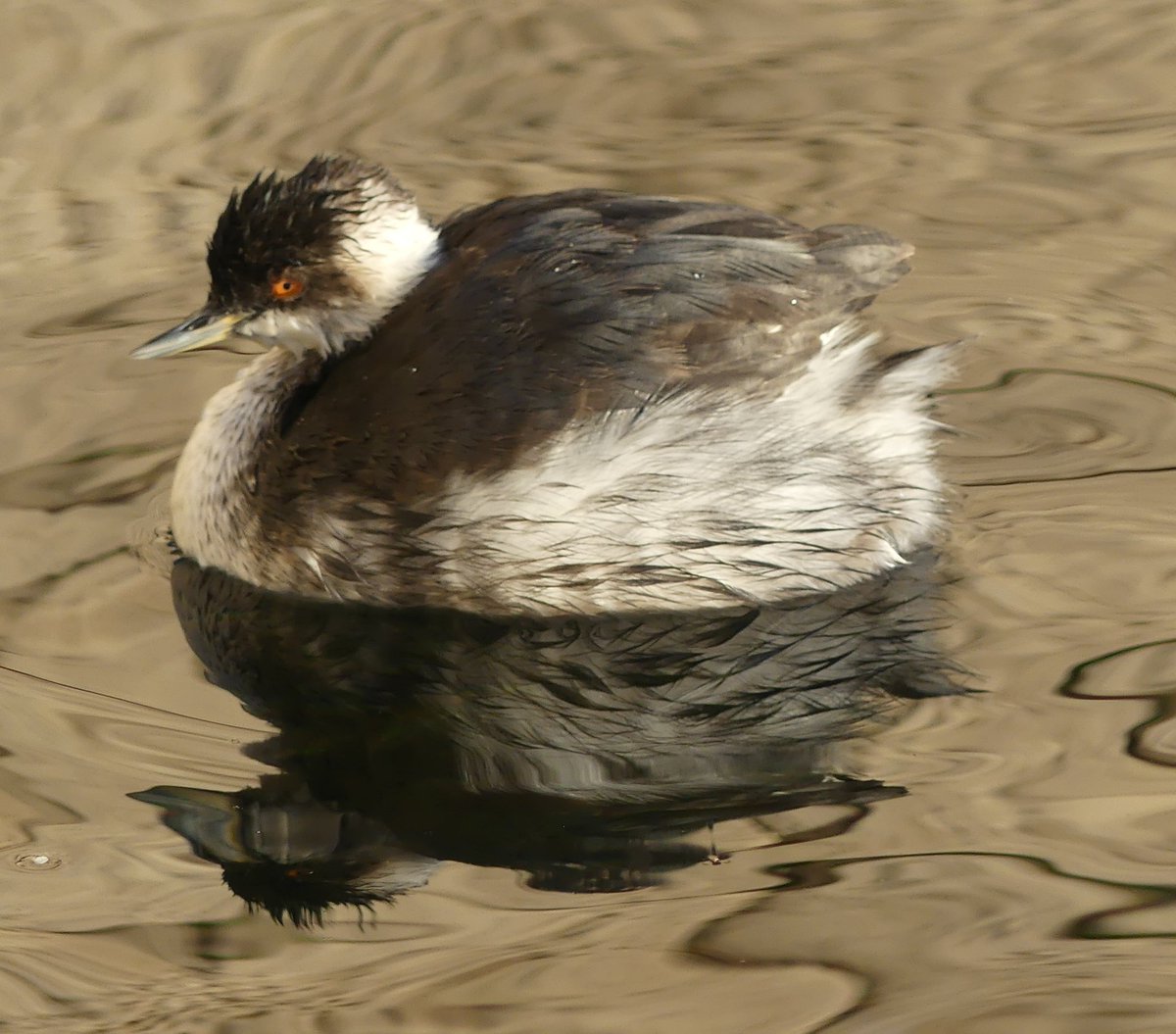 Cracking start to the morning ,black necked Grebe casually swimming around the harbour #croatia