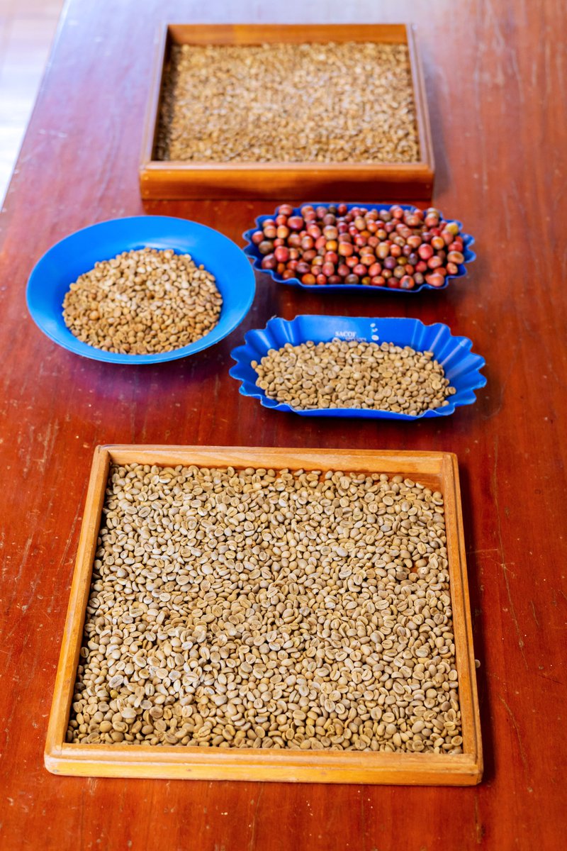 For those who love the craft as much as we do, the journey starts with the perfect raw material. Our green beans, sourced directly from Uganda's best farms, are the ideal starting point for your roasting

Interested in sourcing our green beans for your coffee craft? Send us a DM