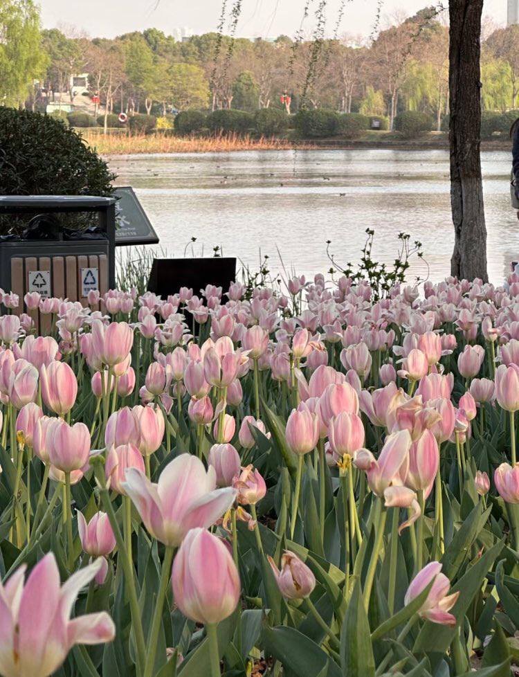 heart_jpg's tweet image. pink tulips