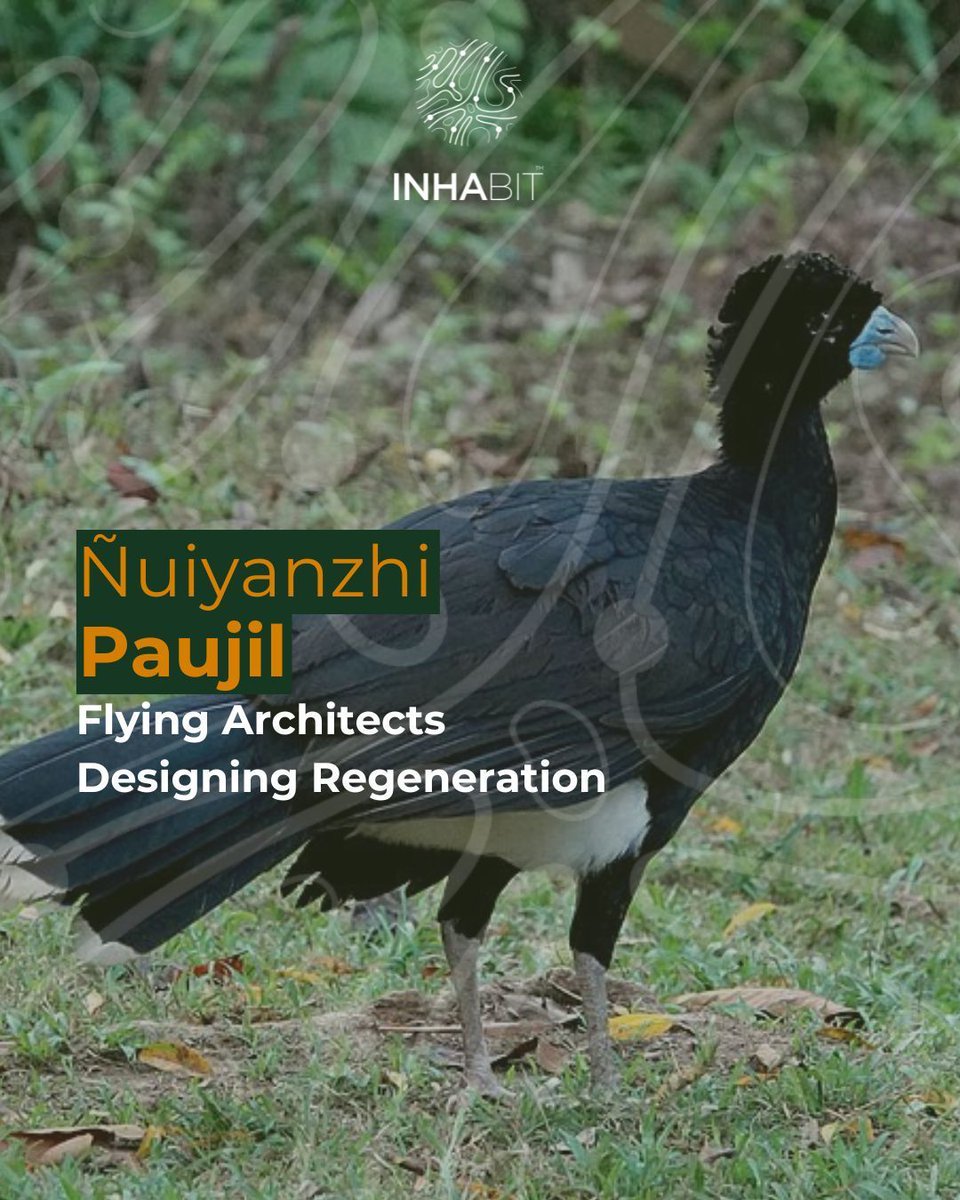 Ñuiyanzhi Paujíl refers to the Kogui conception of the second level of care or stewardship, where young adolescents care for “plants”. 

Blue-billed Currasow (Crax alberti) are colorful medium-sized birds that help regulate the population of small lizards and snakes, spread