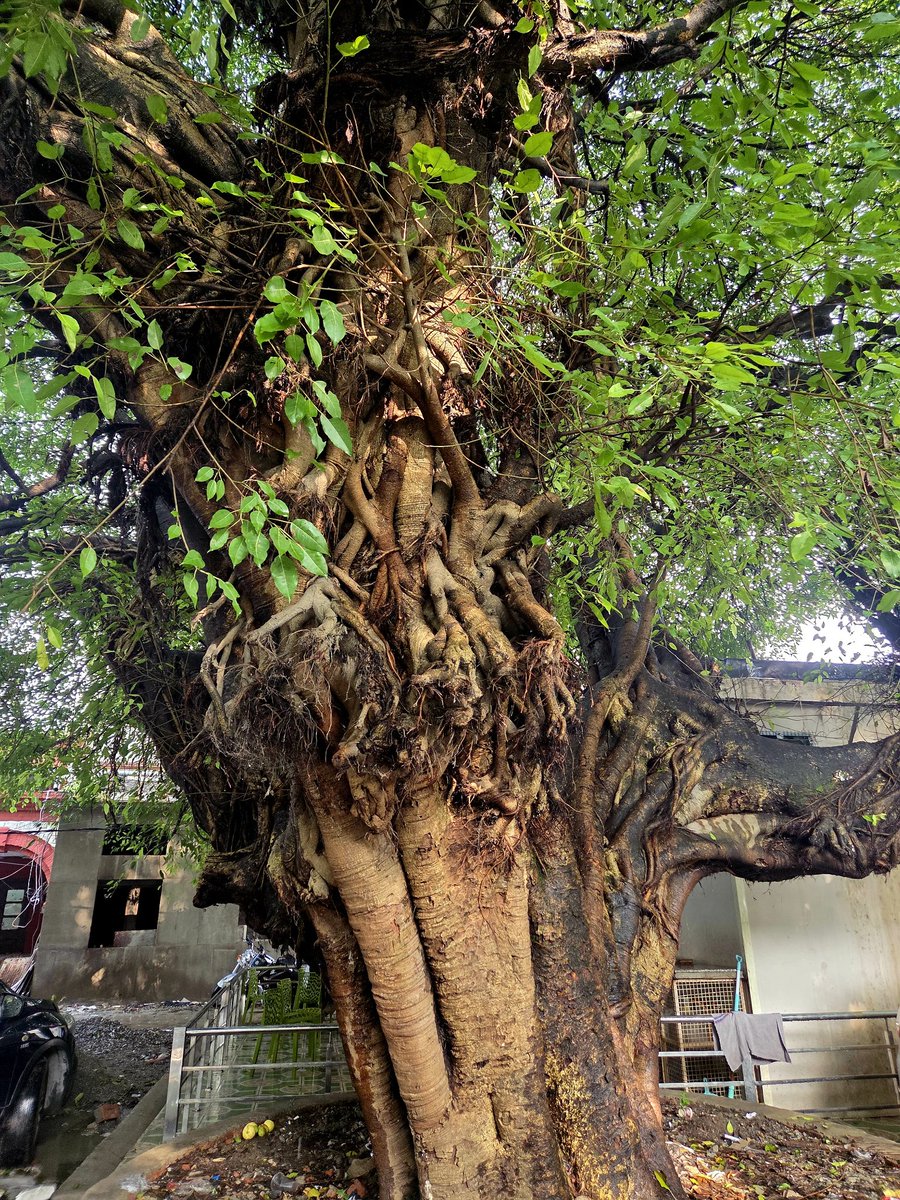 A quiet rebel - this ancient tree, untamed and unapologetic, is thriving in the gritty heart of the Dehradun court
#thicktrunktuesday