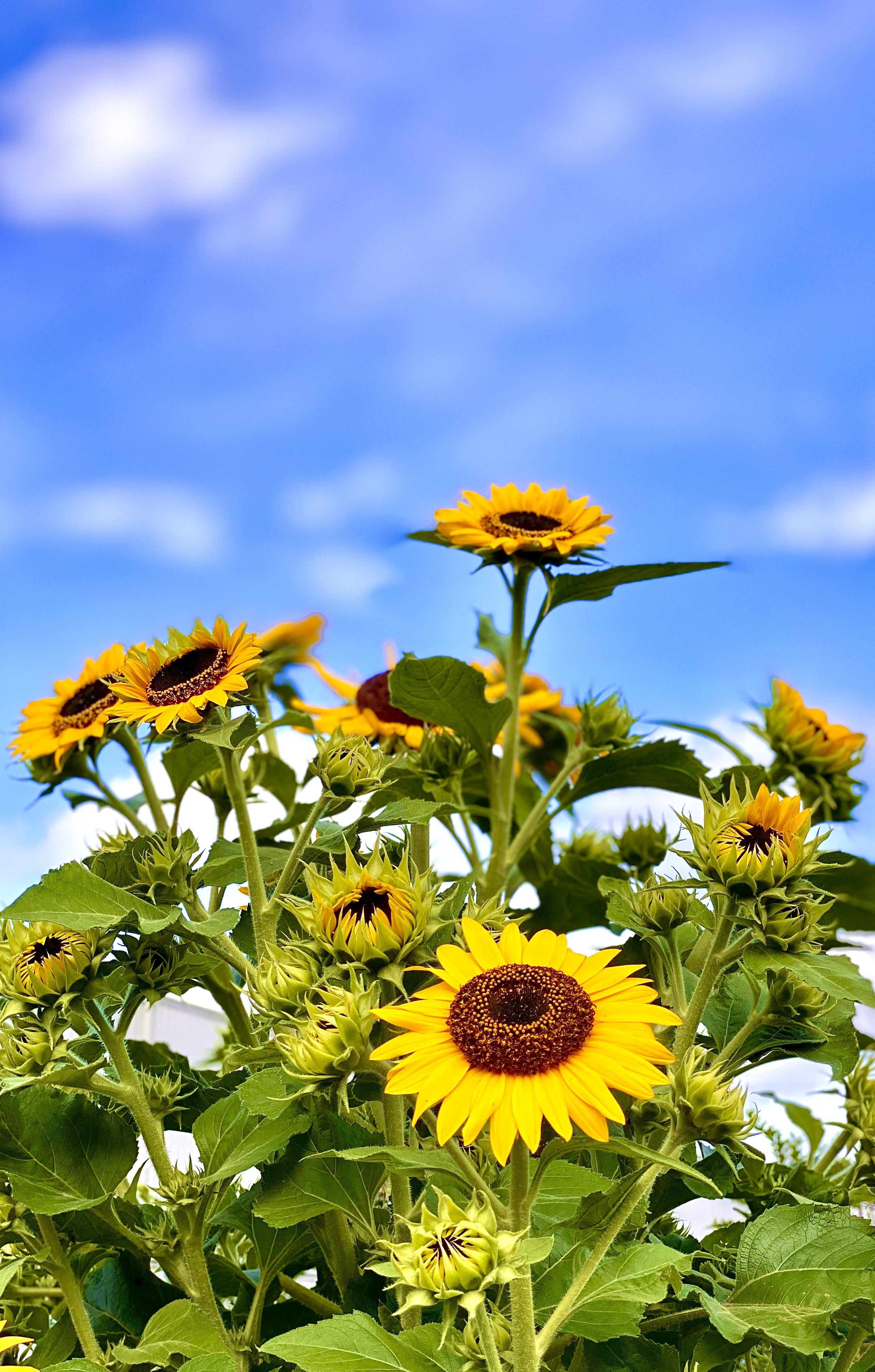 向日葵 - Search / X