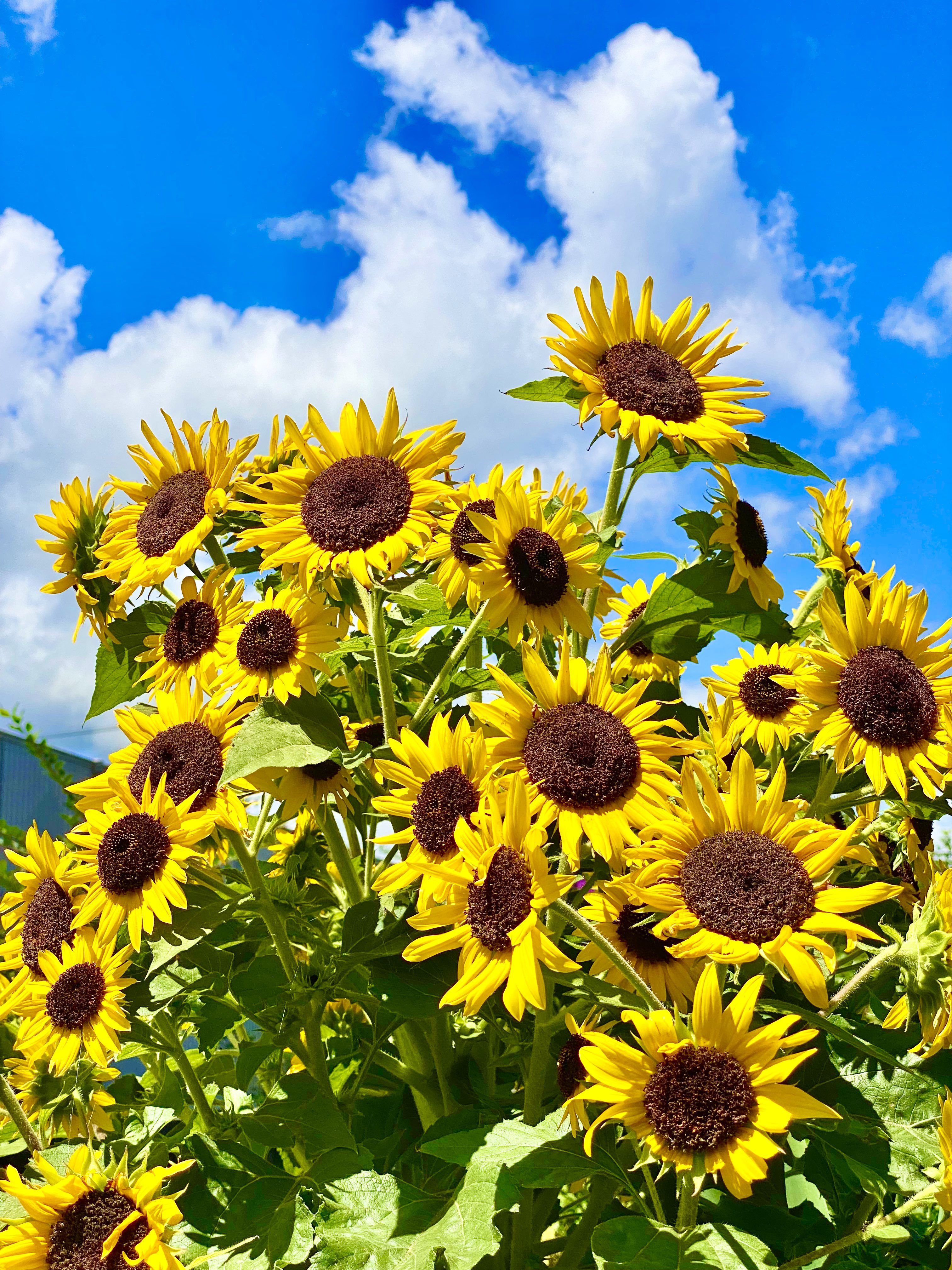 向日葵 - Search / X