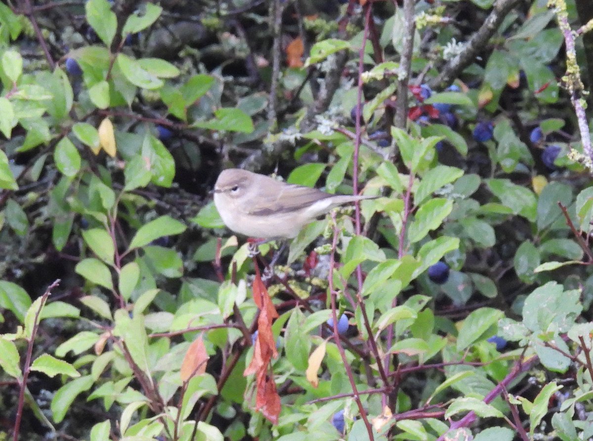 Mike King🦉🐺 tweet media