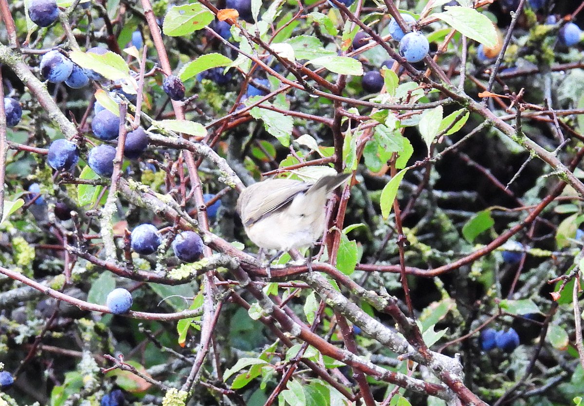 Mike King🦉🐺 tweet media