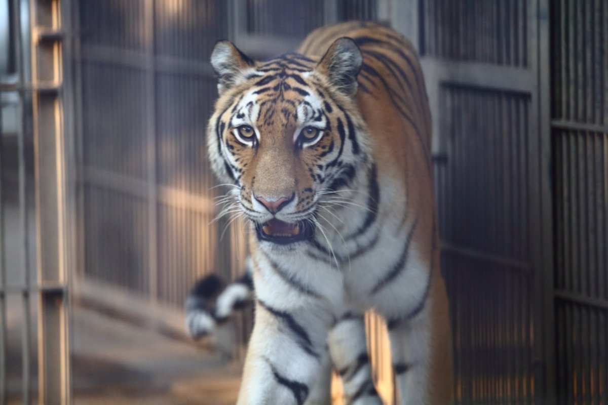 旧ルイくん部屋に入るアズサちゃん
＃宇都宮動物園　＃アムールトラ