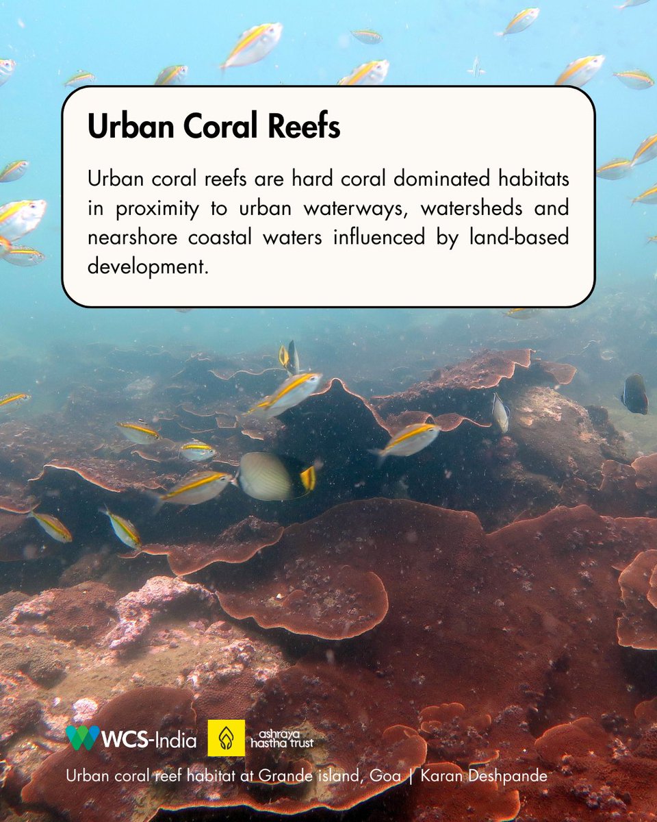 WCS-India tweet media