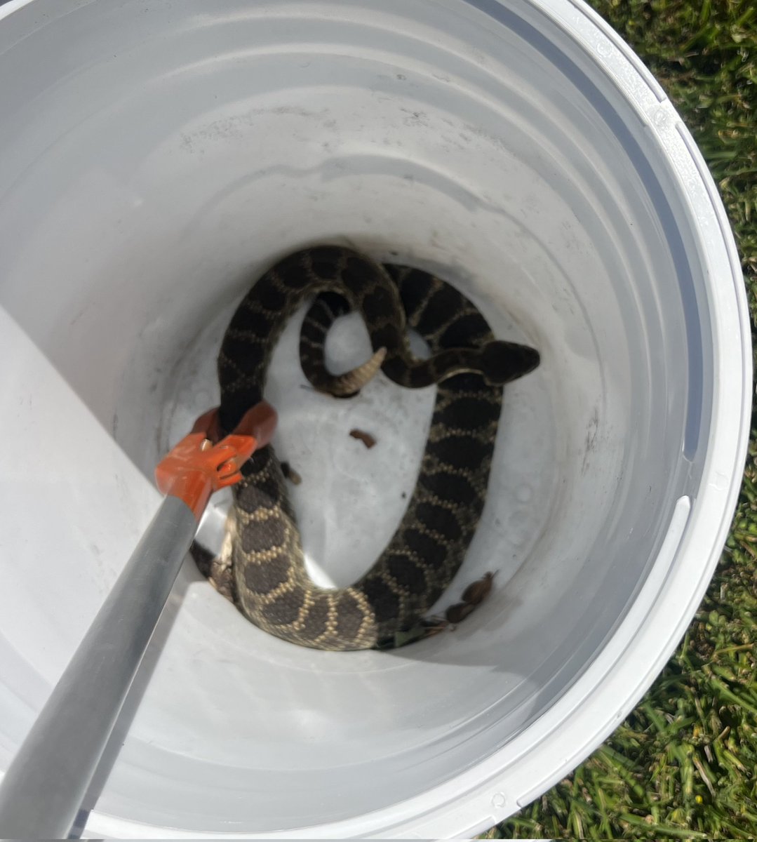 Relocated yesterday from a yard in Santa Ynez. This is the second rattlesnake in the yard this year, but it's a different snake...we can tell from the photo records we keep.