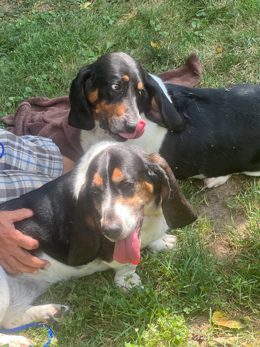 Aarrhhoooo! Jack &amp; Jill are a bonded pair of #Basset Hounds looking for a forever home together. They are calm and friendly, and will need diet &amp; exercise to get to healthier weights 
bassetrescue.org/homeless
#AdoptDontShop #BassetHound #RESCUE #TongueOutTuesday #TwoForTuesday