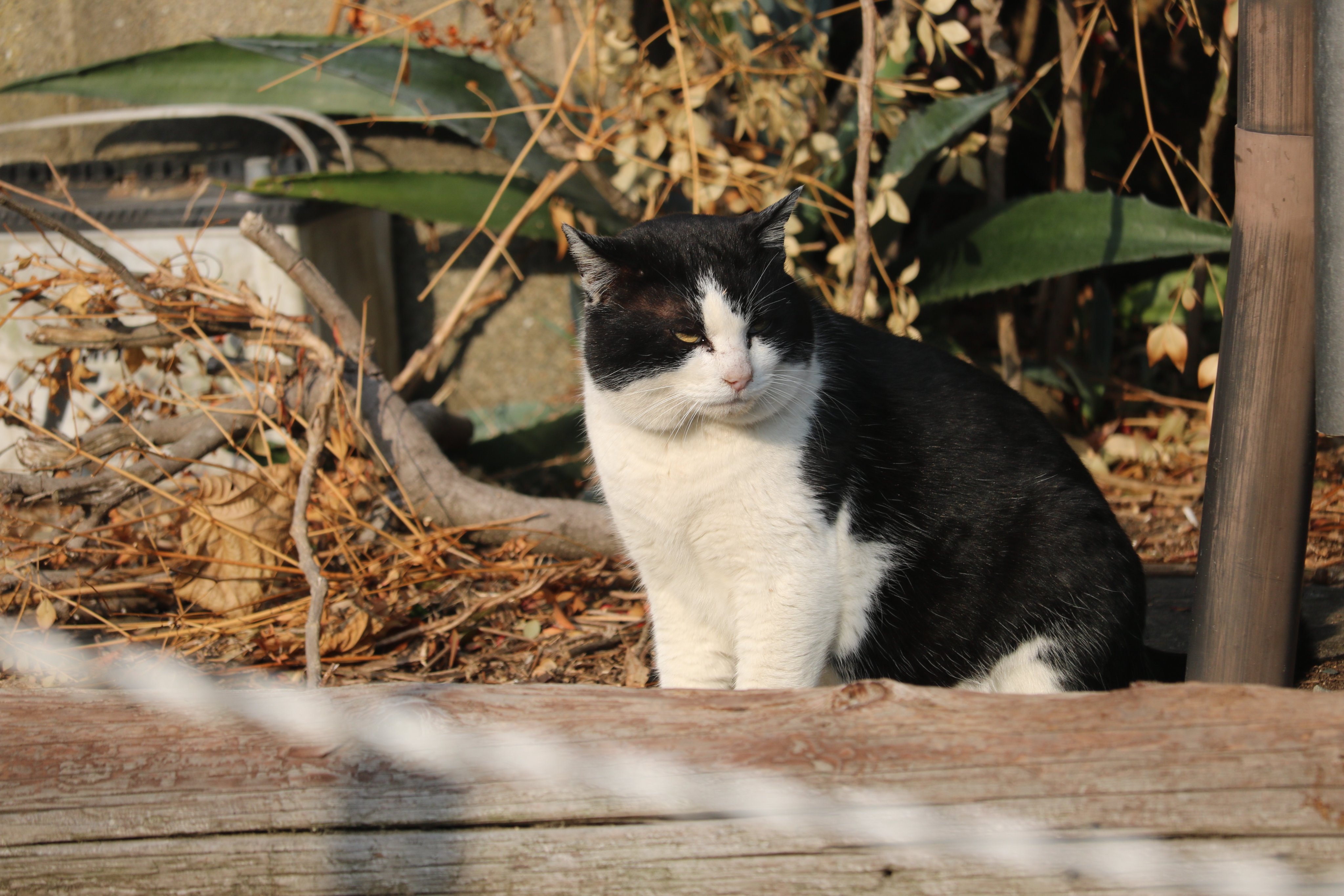 やせねこ様 Amazon.co.jp: 薬師窯 錦彩 鈴音お金 招き猫 高さ8cm にしだ