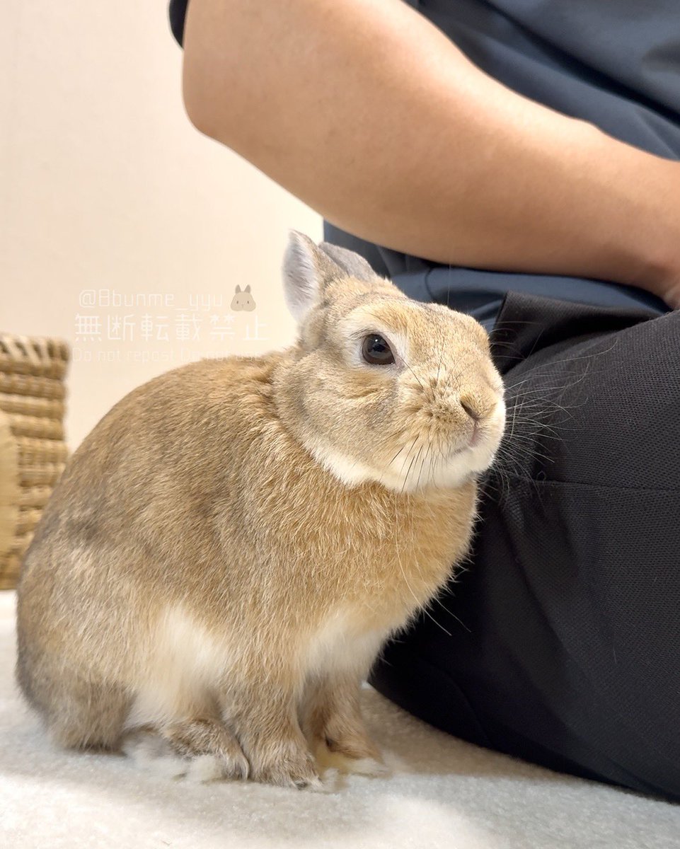 うさぎXうさぎ Amazon｜[LSDZW] 抱き枕 ウサギ うさぎ リアル ぬいぐるみ 兎