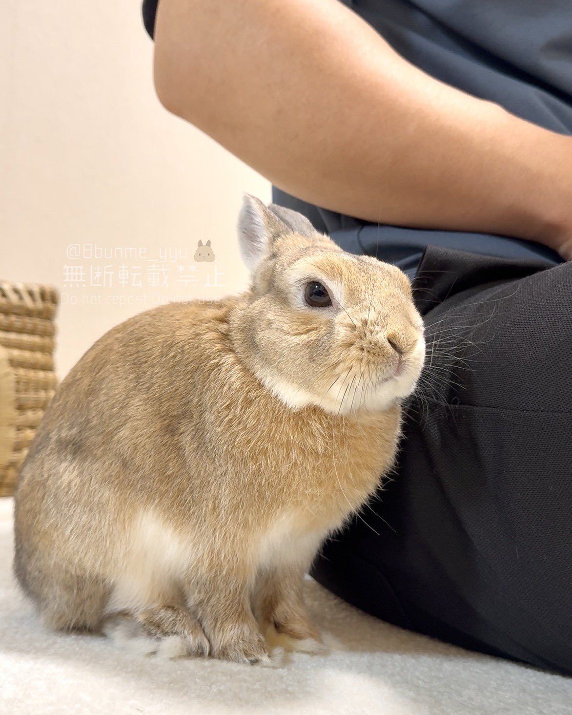 うさぎ^ ^ Amazon.co.jp: HAC おさんぽ うさぎちゃん うさぎ 約W9×D14.5