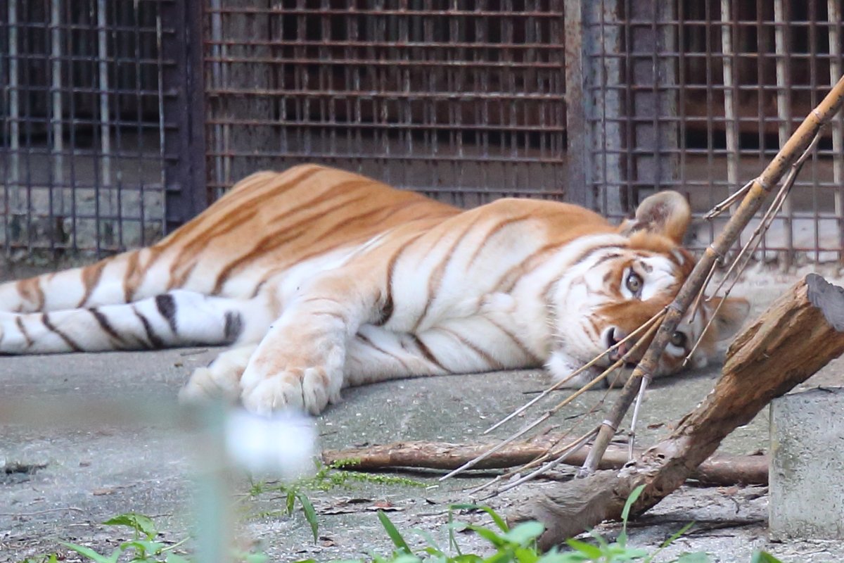 ちゃんと起きているんです
＃那須サファリパーク　＃ベンガルトラ