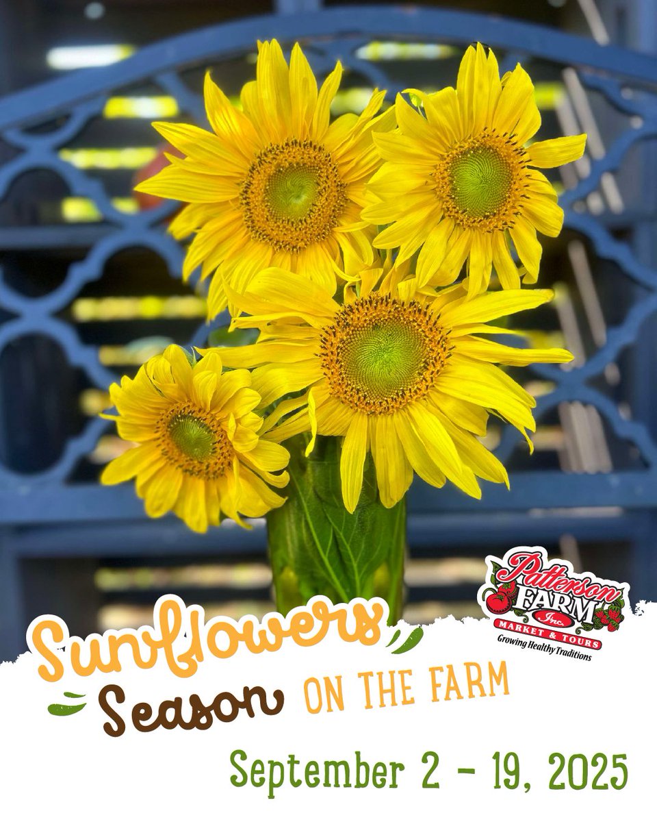 🌻 It’s finally here! The first day of Sunflower Fun on the Farm at Patterson Farm has arrived! 

Walk through endless rows of golden blooms, take photos, and soak in the beauty of nature at its best. 📸

visitpattersonfarm.com/plan-your-visi…

🌻 10390 Caldwell Rd, Mount Ulla, NC