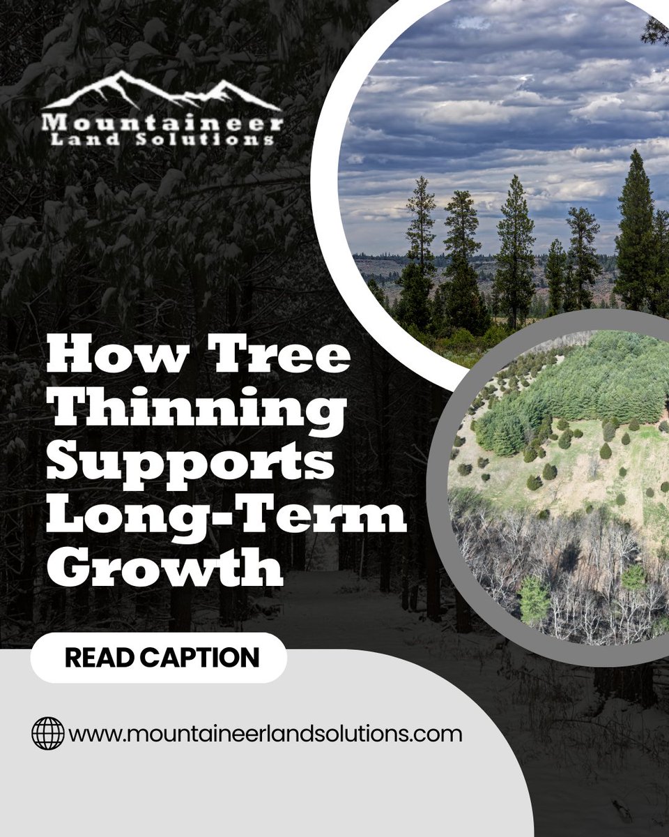 mountaineerland's tweet image. Tree thinning is the key to long-term forest health.

Overcrowded trees fight for sunlight, water, and nutrients.

Selective thinning gives stronger trees the space to thrive.

Take control of your woods today at mountaineerlandsolutions.com.

#treethinning #forestmanagement