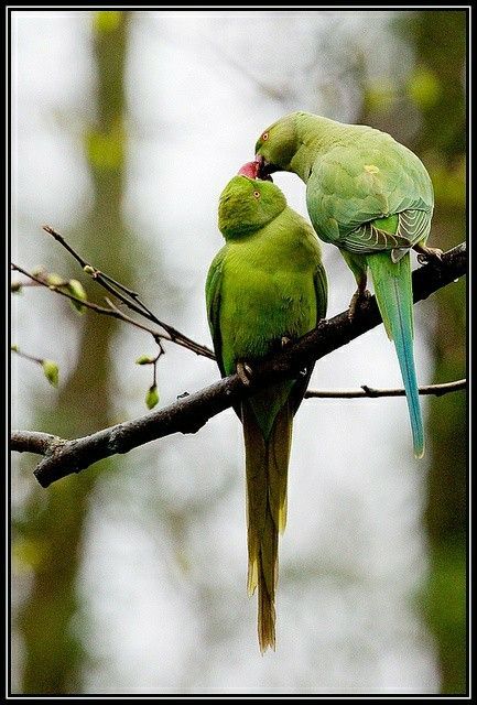 Ãιâαâ ð (@jst_4ru) on Twitter photo #Ù
ÙÚ©_ٟرÙ
ÙØŽÙ
Followð
<a href="/01Mllik/">ððŒððð ð
ðð«ð</a> <a href="/sehr_ik/">Ø³ØØ± Ù
ÙÚ© ðŠðŠ</a>
@1Mahii_ <a href="/1arshd/">ðð¿ððµð± ð ð¹ð¶ðžð«ð</a>
<a href="/1Arshii/">ðð»ðŒð±ð²ðª ðžð«</a> <a href="/01rshd/">ار؎ÙÙÙØ¯ Ù
ÙÙÙÙÙÚ©â€ïž</a>
<a href="/1Sehar_/">ðÒœÔÎ±Ê ð</a> <a href="/11iasd/">Ali Asad</a>
<a href="/0Hyyat/">ØÛات ÙØ§Ø·Ù
Û âš</a>
<a href="/111mn1/">ð¬Ø¢Ù
ÙÛ Ù
ÙÚ©ðŠ</a>
<a href="/glmsjd/">ðºððððð
 âš</a>
<a href="/shz787/">ðâïžððsÊáŽÊᎢáŽáŽ
 áŽáŽÉŽÉªÊðâïžðâïž</a>
<a href="/1shobii/">Shoaib</a>
<a href="/ZK__35/">ؚسÙ
ÙÙ</a>
<a href="/NK_pti/">ððð¶ð¹</a>
ð¥<a href="/jst_4rU/">Ãιâαâð</a>
<a href="/Ghz35/">ð¬ ð ðŠ ð¿ ðŠ ð± ðŠ ð</a>
<a href="/Pir_80/">Pir Shb</a>
<a href="/guljnt/">Ú¯ÙÙ Ø¬ÙØªð·</a>
<a href="/2Snbr/">âØ³Ø¹Ø¯ÛÛ Ù
ÙÚ©</a>
ð<a href="/1fazl2/">ÙØ¶ÙðªðŽð«ðªð»ÙÙ</a>
<a href="/_NM40/">Nabeel Zaffar</a>
<a href="/bndy66/">khawaja ASÃD</a>
<a href="/shZ447/">ð»ð»ð»ððððð«ðð ððŠððð£ð»ð»ð»</a>
<a href="/Punj143/">ð¶ððððððð ðµð°</a>
<a href="/Hurain_5/">Hurain ðØÙرÛÙ</a>
<a href="/Haris_943/">Haris PTI áµá¶ áŽžáµ</a>
<a href="/ait9t/">ê§FarahðïžáŽŸáµáµáŽŸáµÊ·áµÊ³</a> <a href="/_1rhe/">؎ازÛÛ</a>
<a href="/_zb_0/">زÛÙÙØšÙÙÙÙðž</a> <a href="/1yus_f/">ÛÙÙØ³ÙÙâš</a> #Ù
ÙÚ©_ٟرÙ
ÙØŽÙ
Followð
<a href="/01Mllik/">ððŒððð ð
ðð«ð</a> <a href="/sehr_ik/">Ø³ØØ± Ù
ÙÚ© ðŠðŠ</a>
@1Mahii_ <a href="/1arshd/">ðð¿ððµð± ð ð¹ð¶ðžð«ð</a>
<a href="/1Arshii/">ðð»ðŒð±ð²ðª ðžð«</a> <a href="/01rshd/">ار؎ÙÙÙØ¯ Ù
ÙÙÙÙÙÚ©â€ïž</a>
<a href="/1Sehar_/">ðÒœÔÎ±Ê ð</a> <a href="/11iasd/">Ali Asad</a>
<a href="/0Hyyat/">ØÛات ÙØ§Ø·Ù
Û âš</a>
<a href="/111mn1/">ð¬Ø¢Ù
ÙÛ Ù
ÙÚ©ðŠ</a>
<a href="/glmsjd/">ðºððððð
 âš</a>
<a href="/shz787/">ðâïžððsÊáŽÊᎢáŽáŽ
 áŽáŽÉŽÉªÊðâïžðâïž</a>
<a href="/1shobii/">Shoaib</a>
<a href="/ZK__35/">ؚسÙ
ÙÙ</a>
<a href="/NK_pti/">ððð¶ð¹</a>
ð¥<a href="/jst_4rU/">Ãιâαâð</a>
<a href="/Ghz35/">ð¬ ð ðŠ ð¿ ðŠ ð± ðŠ ð</a>
<a href="/Pir_80/">Pir Shb</a>
<a href="/guljnt/">Ú¯ÙÙ Ø¬ÙØªð·</a>
<a href="/2Snbr/">âØ³Ø¹Ø¯ÛÛ Ù
ÙÚ©</a>
ð<a href="/1fazl2/">ÙØ¶ÙðªðŽð«ðªð»ÙÙ</a>
<a href="/_NM40/">Nabeel Zaffar</a>
<a href="/bndy66/">khawaja ASÃD</a>
<a href="/shZ447/">ð»ð»ð»ððððð«ðð ððŠððð£ð»ð»ð»</a>
<a href="/Punj143/">ð¶ððððððð ðµð°</a>
<a href="/Hurain_5/">Hurain ðØÙرÛÙ</a>
<a href="/Haris_943/">Haris PTI áµá¶ áŽžáµ</a>
<a href="/ait9t/">ê§FarahðïžáŽŸáµáµáŽŸáµÊ·áµÊ³</a> <a href="/_1rhe/">؎ازÛÛ</a>
<a href="/_zb_0/">زÛÙÙØšÙÙÙÙðž</a> <a href="/1yus_f/">ÛÙÙØ³ÙÙâš</a>