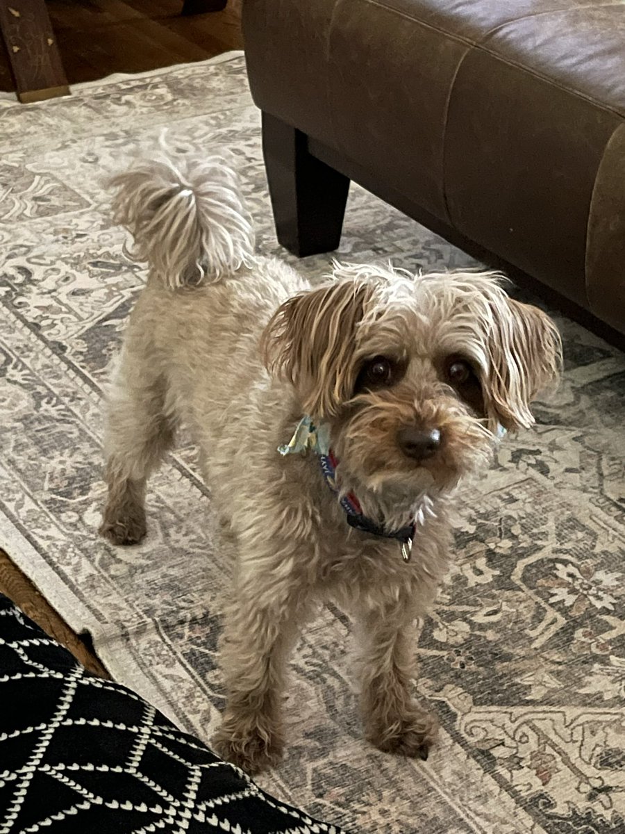 Franklin the Schnoodle tweet media