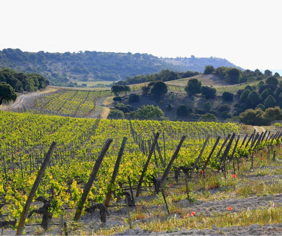 La interpretación de nuestra finca parte del profundo conocimiento de los suelos y del comportamiento de las #cepas en cada uno de ellos, lo que brinda un entorno privilegiado para el cultivo de nuestras variedades.
.
.
#GrupoTerrasGauda #SomosTerrasGauda #QuintaSardonia