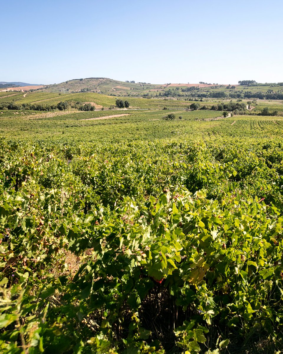Nuestros 40 hectáreas de viejos viñedos se reparten en 200 parcelas sobre las faldas del cinturón montañoso del #Bierzo vitivinícola.

Conocemos en profundidad nuestro territorio para extraer la máxima riqueza de cada suelo.

#GrupoTerrasGauda #SomosTerrasGauda #BodegasPittacum