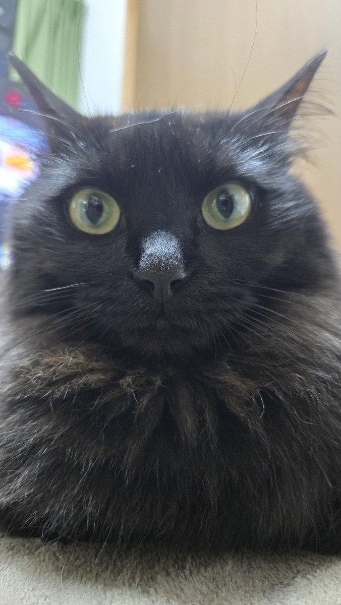 猫と暮らしたい人🐈️保護猫を視野にいれて欲しい。保護猫ってどんなイメージ？考えてる不安なんかぶっ飛ぶくらい愛と癒しの存在よ…ひとつひとつ大切な命その子にどんな過去があろうがどの子も幸せになる資格あるんや!!🔥お迎えが難しい人も人馴れ訓練中のにゃんこおるから行くだけで支援→<a href="/CWelcare/">NPO法人CATS WELCARE【猫カフェ/大阪/京セラドーム近く/阿倍野】🐈‍⬛🐾</a>