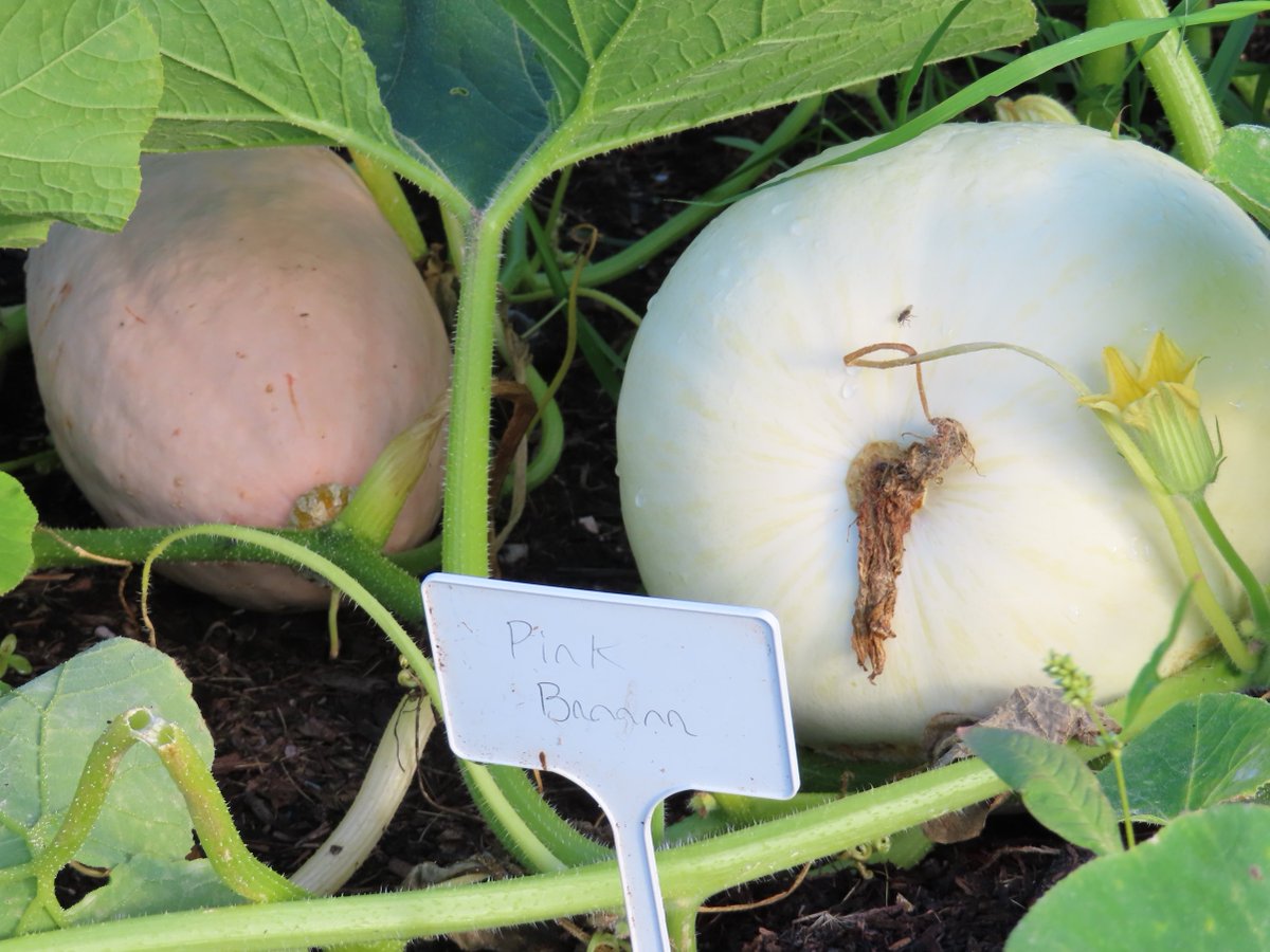 who names a pumpkin pink banana  #wherescharliedimmock #pinkbanana #happyhalloween