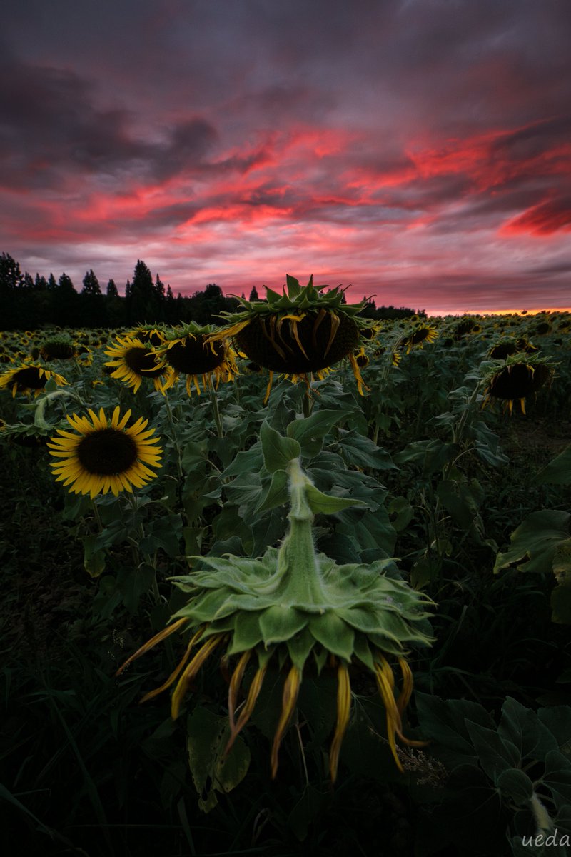 Summer is over🌻
2023/9📷️