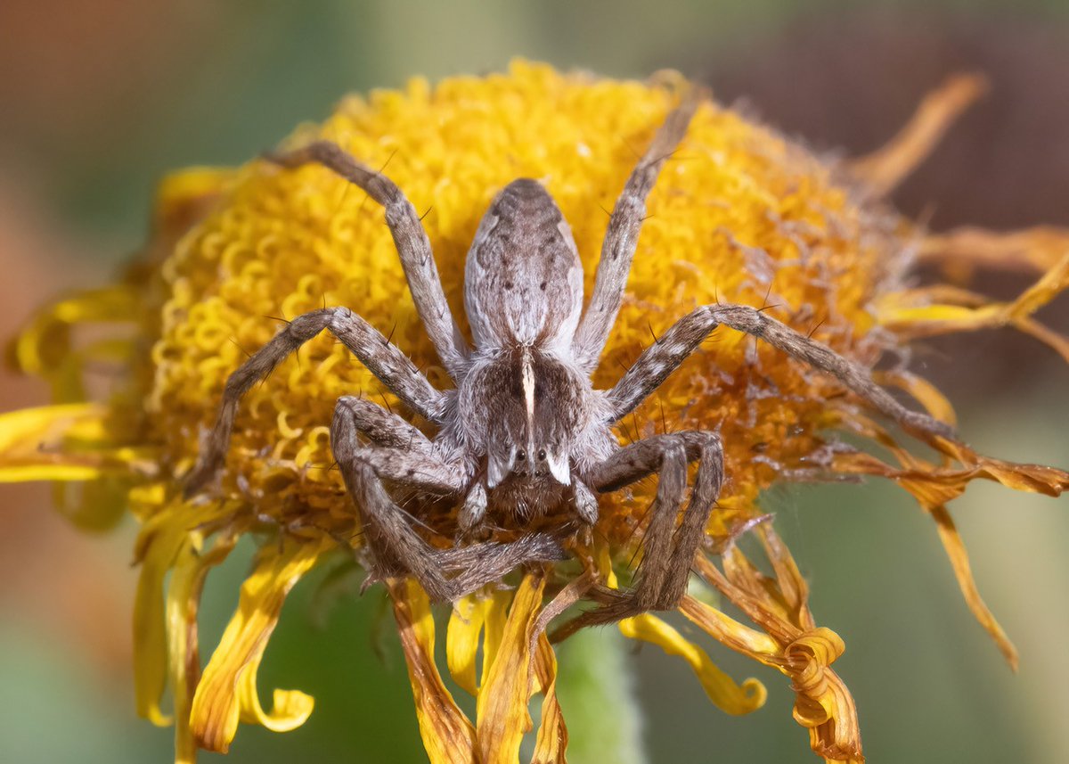 It's #spiderseason!
Thanks to volunteer Graham Osborne for these stunning photos, taken at the weekend.
They feature the Fencepost Jumping Spider (Marpissa muscosa) which is a nationally scarce species and the Nursery Web Spider.