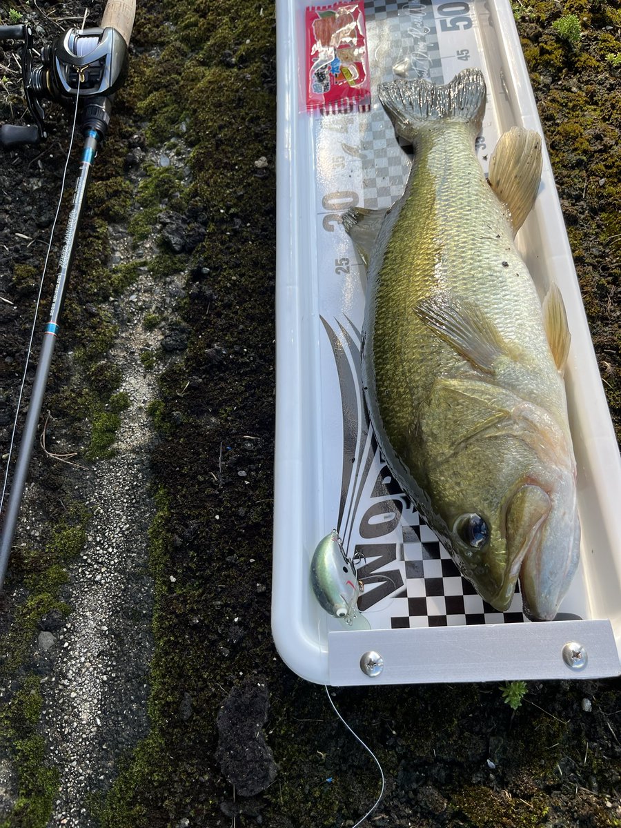 スキルフル　ヤマトクローラー　コッパーシャッド skillful【スキルフル】オカモトタクミ (@skillfullure) / X