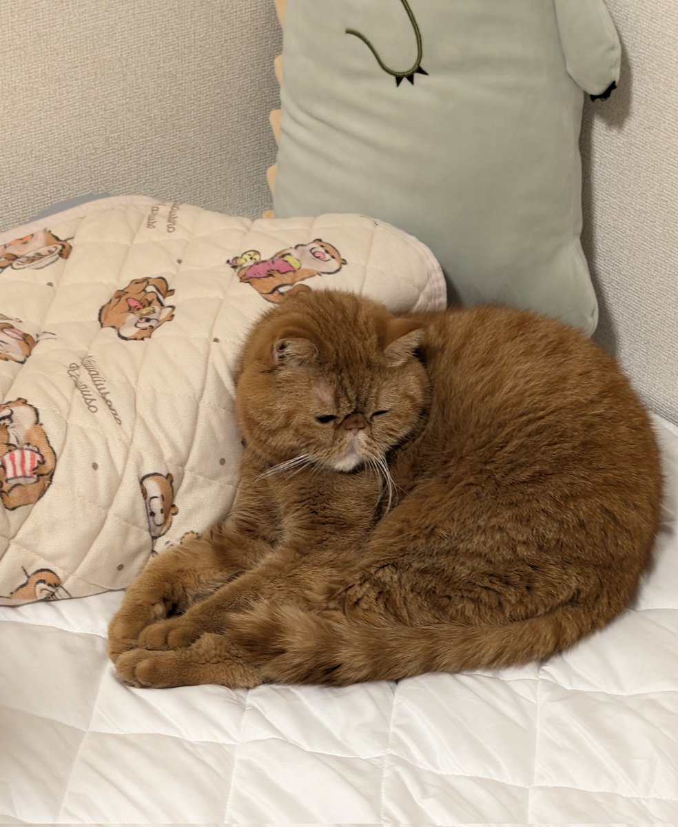 やっと仕事がちょっと落ち着いてそぼろちゃんお風呂に入れて、寝ようと思ったらかくにが居て寝れませんでした🫩
#エキゾチックショートヘア
#猫好きさんと繫がりたい 
#猫がいる暮らし