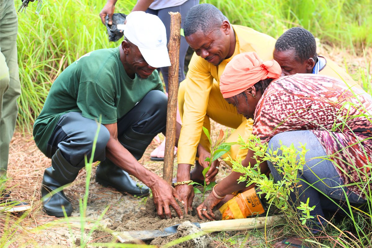 FAOLiberia's tweet photo. #FAO_Liberia with funding from the #SwedishEmbassyinMonrovia under a Joint Project: #CBFM in collaboration with the #FDA and the local community of Sembehun officially launched a restoration activity in the Lake Piso Multiple Sustainable Use Reserve in Grand Cape Mount County, to restore 55 hectares of degraded land.
Community members, leaders, and partners joined hands to plant the first seedlings—demonstrating shared commitments towards restoring the ecological integrity of the Reserve, building resilience to climate change and promoting sustainable livelihoods.
#FAO80 #4Betters @SweMFA