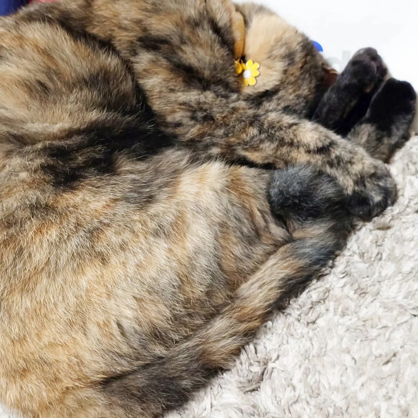 どこかの猫好き 132] From a town idol to a companion in the home ㊗️Is it