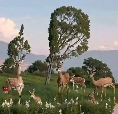 <a href="/FayezAldwairi/">Fayez Al-Dwairi I اللواء فايز الدويري</a>