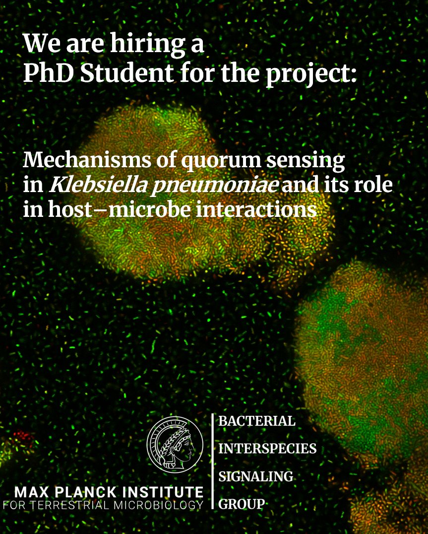 Max Planck Institute for Terrestrial Microbiology (@mpi_marburg) on Twitter photo We're hiring a DFG-funded PhD student (TVöD E13, 65%) at Max Planck Institute, Marburg to study quorum sensing in Klebsiella & host–pathogen interplay. 3 yrs, start flexible. Apply by Sep 30, 2025 (rolling). Send 1 PDF to laganenka@mpi-marburg.mpg.de We're hiring a DFG-funded PhD student (TVöD E13, 65%) at Max Planck Institute, Marburg to study quorum sensing in Klebsiella & host–pathogen interplay. 3 yrs, start flexible. Apply by Sep 30, 2025 (rolling). Send 1 PDF to laganenka@mpi-marburg.mpg.de
