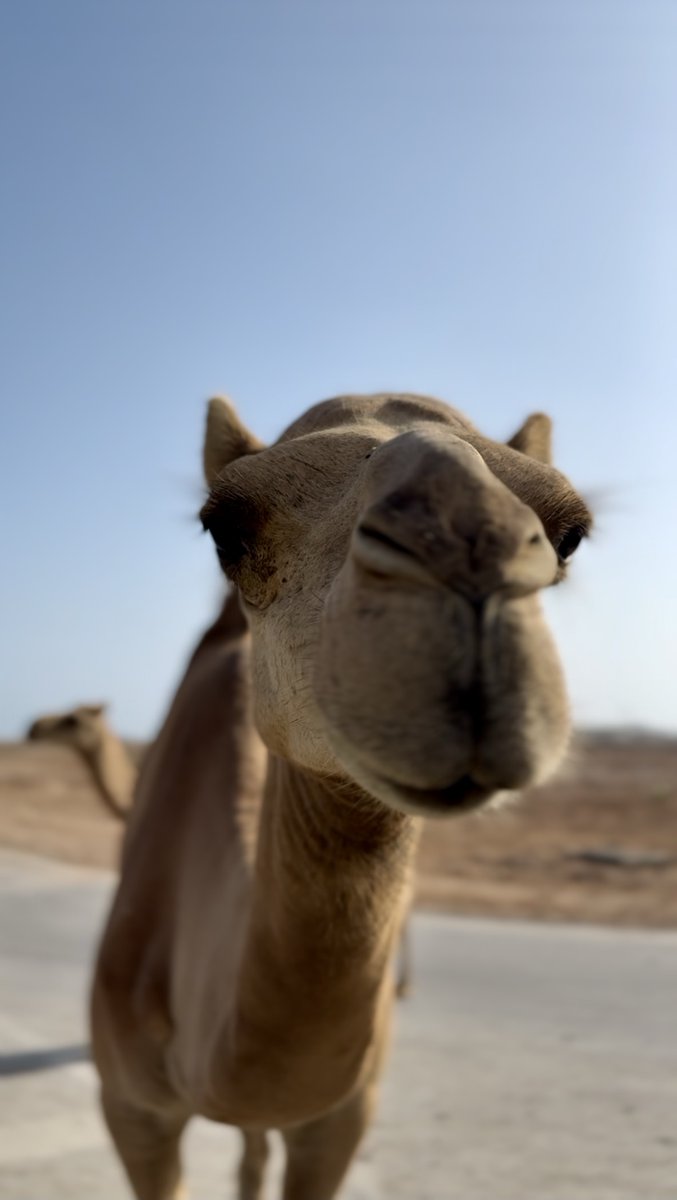Green Data City - Heads up—the camel’s on vibe patrol; smile and stride into Green Data City!

#GreenDataCity #GDC #Camel #Wildlife #Oman