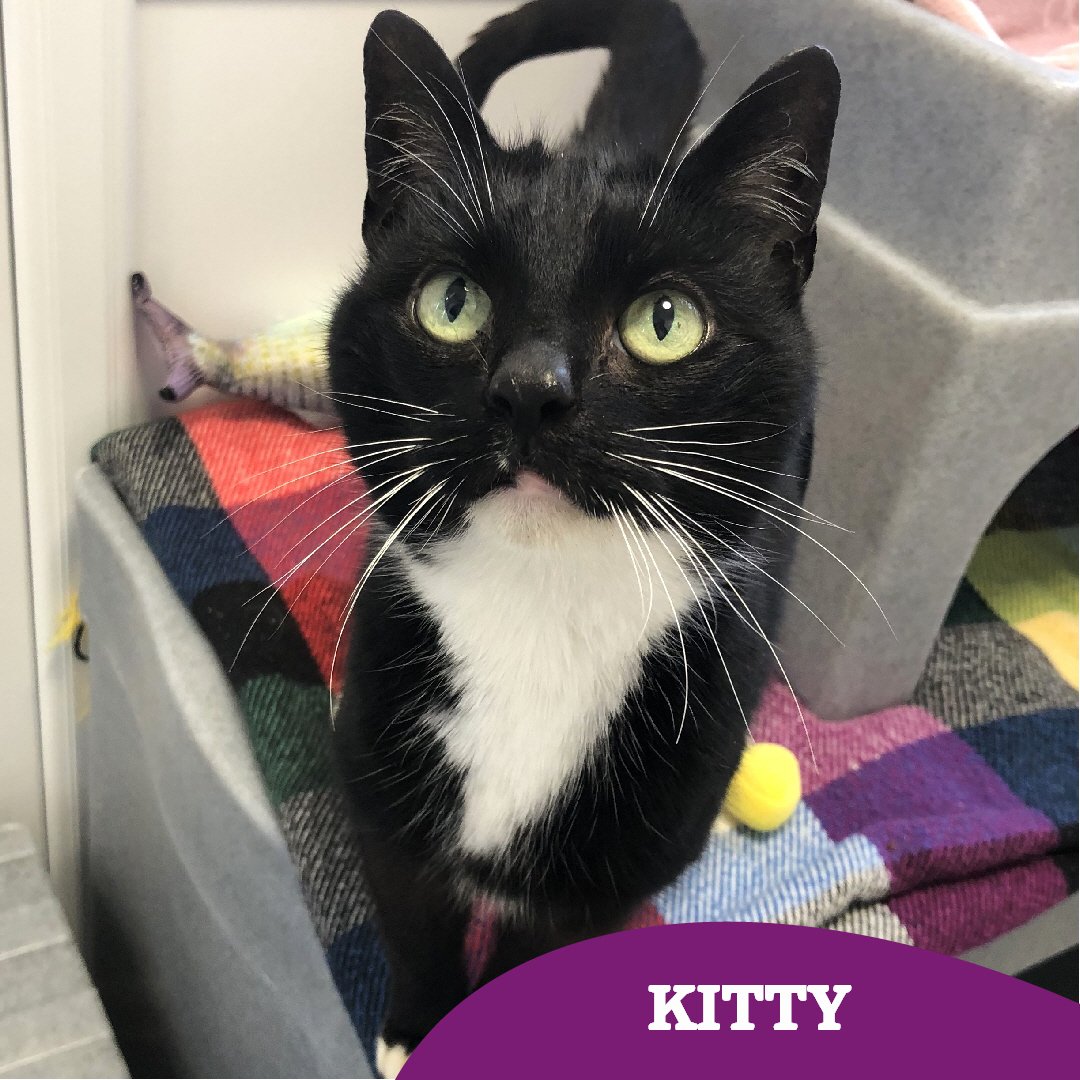 CatsTyneside's tweet image. Could Kitty be your purrfect match? 🐱

Our lovely Kitty is still hoping to find her #fureverhome 🏡 

She’s been so patient, and we know the right person is out there for her somewhere! ♥️

Could you be the one to give her the fresh start she deserves? 🐾 cats.org.uk/findacatform/?…