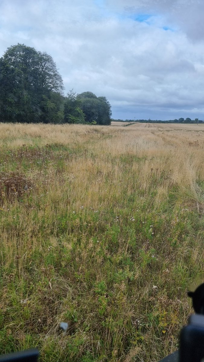 Everything Is Greenknowe tweet media