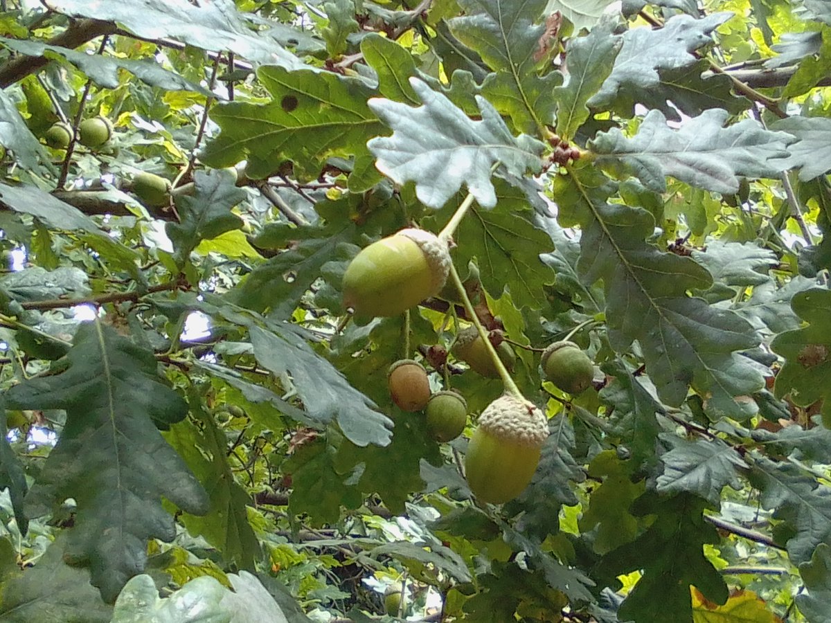 Havant Borough Tree Wardens tweet media